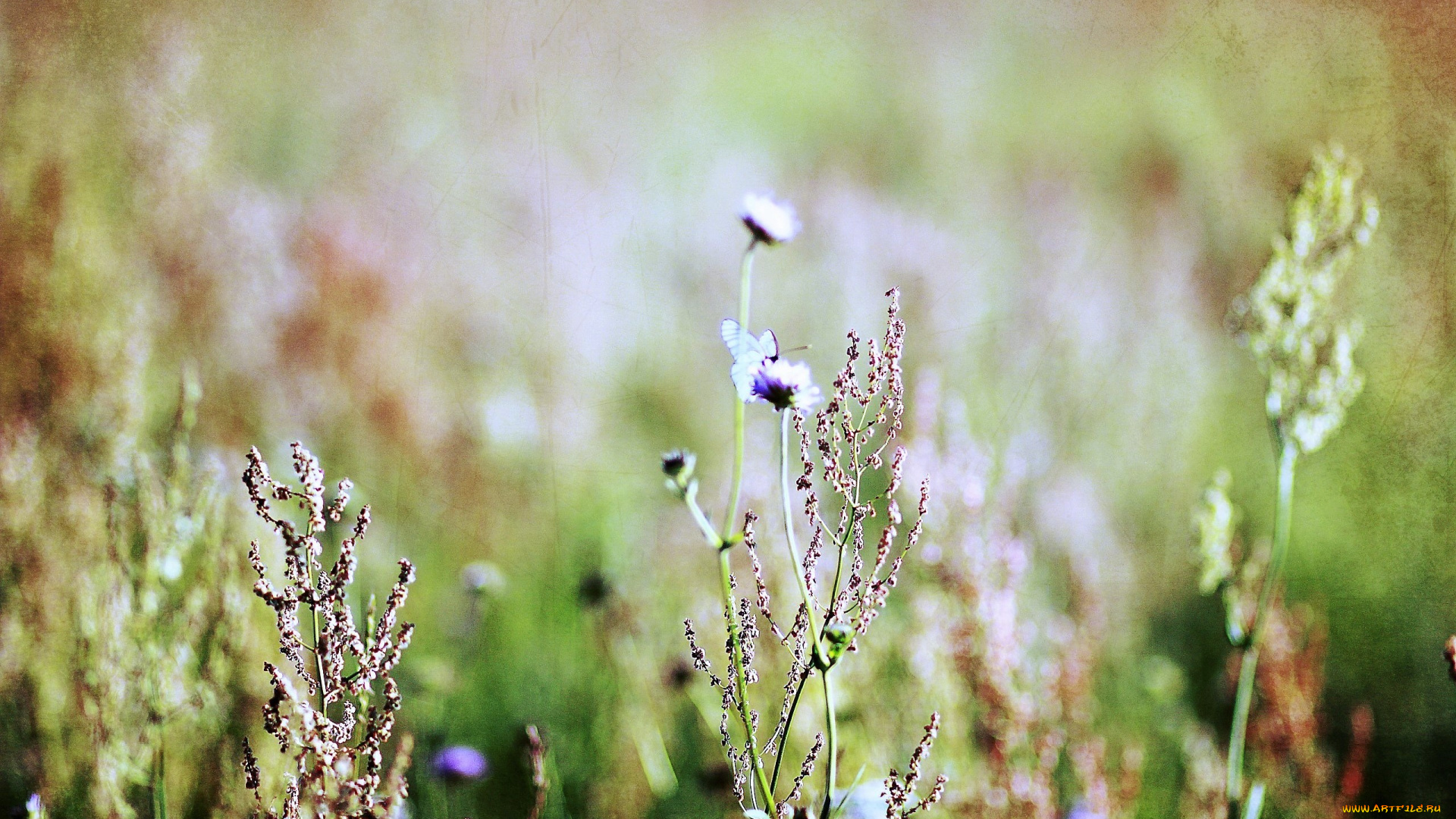 цветы, луговые, , полевые, , цветы, трава, соцветия, луг, бабочка
