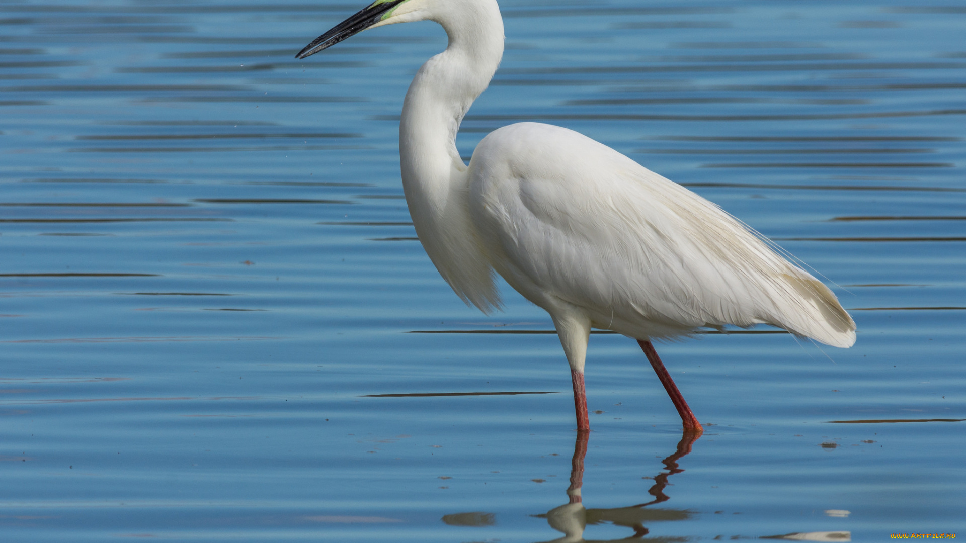 животные, цапли, , выпи, цапля, птица
