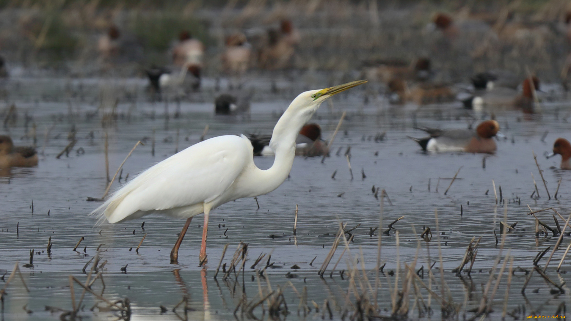 животные, цапли, , выпи, цапля, птица