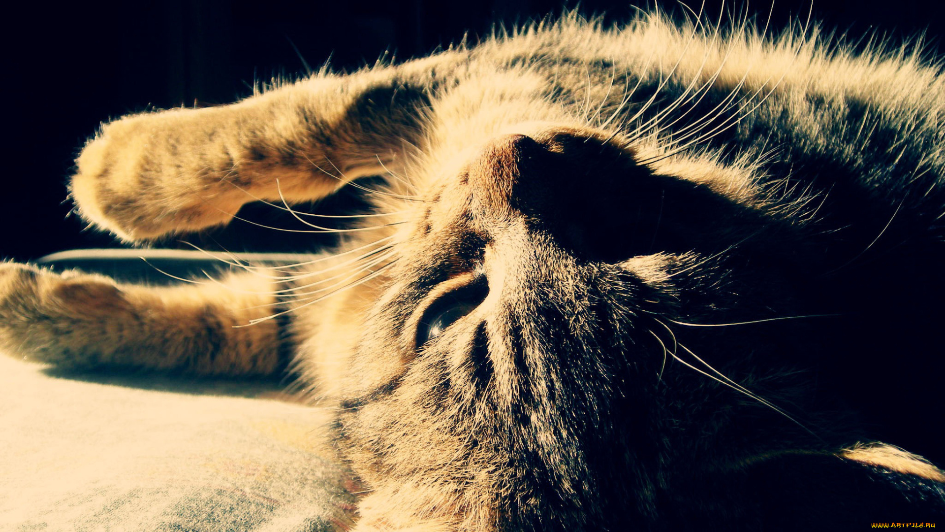 животные, коты, кот, серый, полосатый