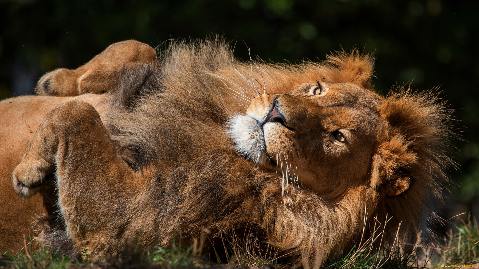 животные, львы, поза