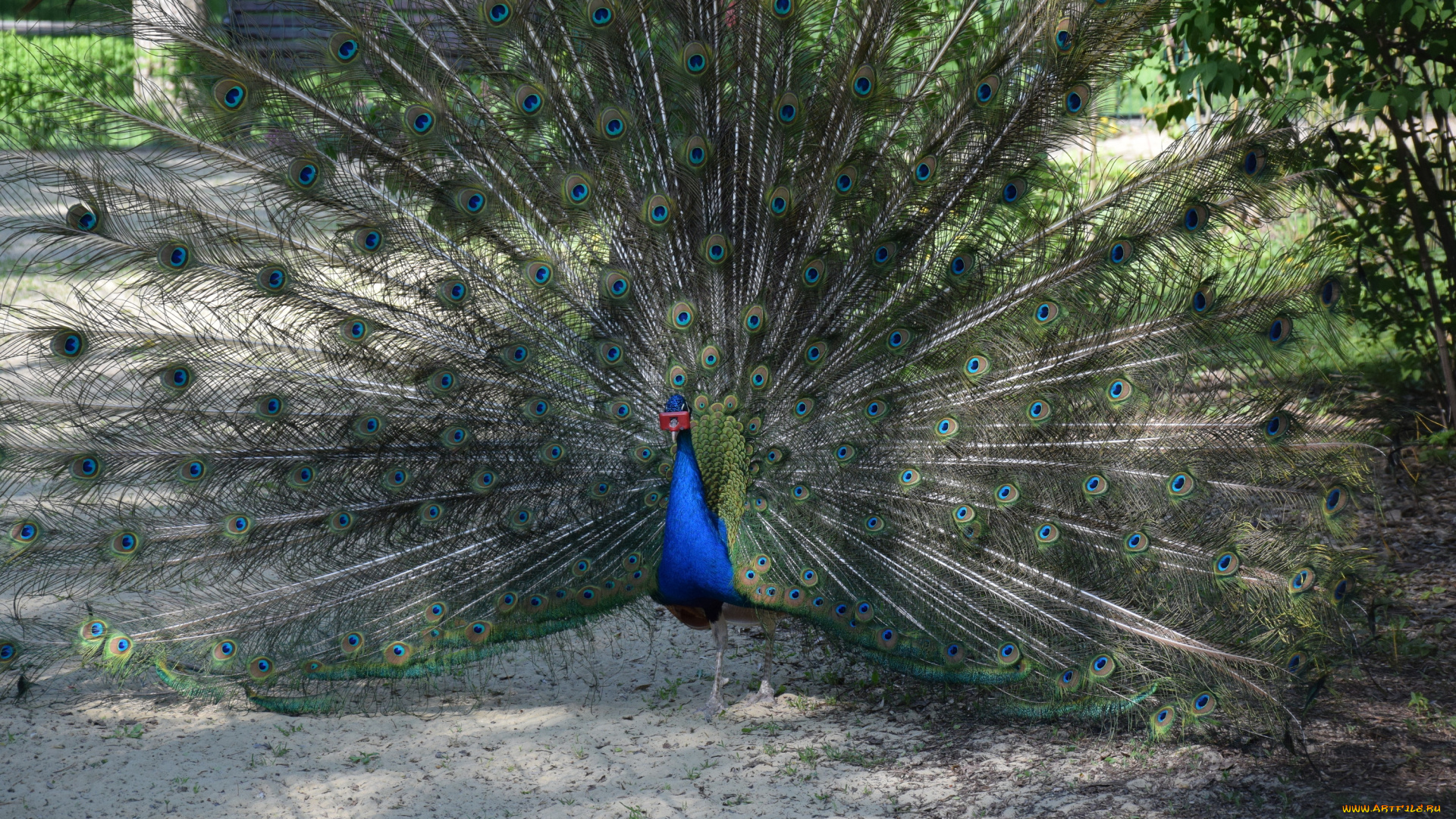 животные, павлины, песок, перья