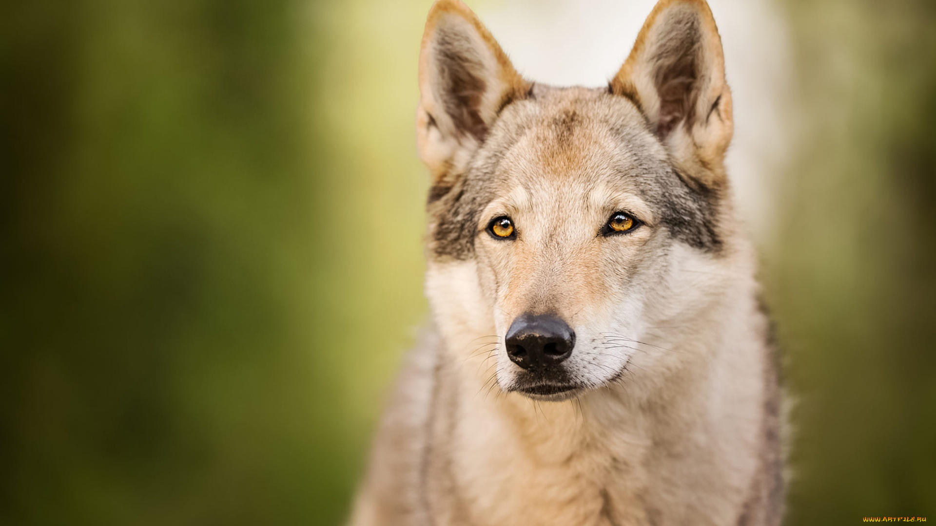 животные, собаки, волчья, собака
