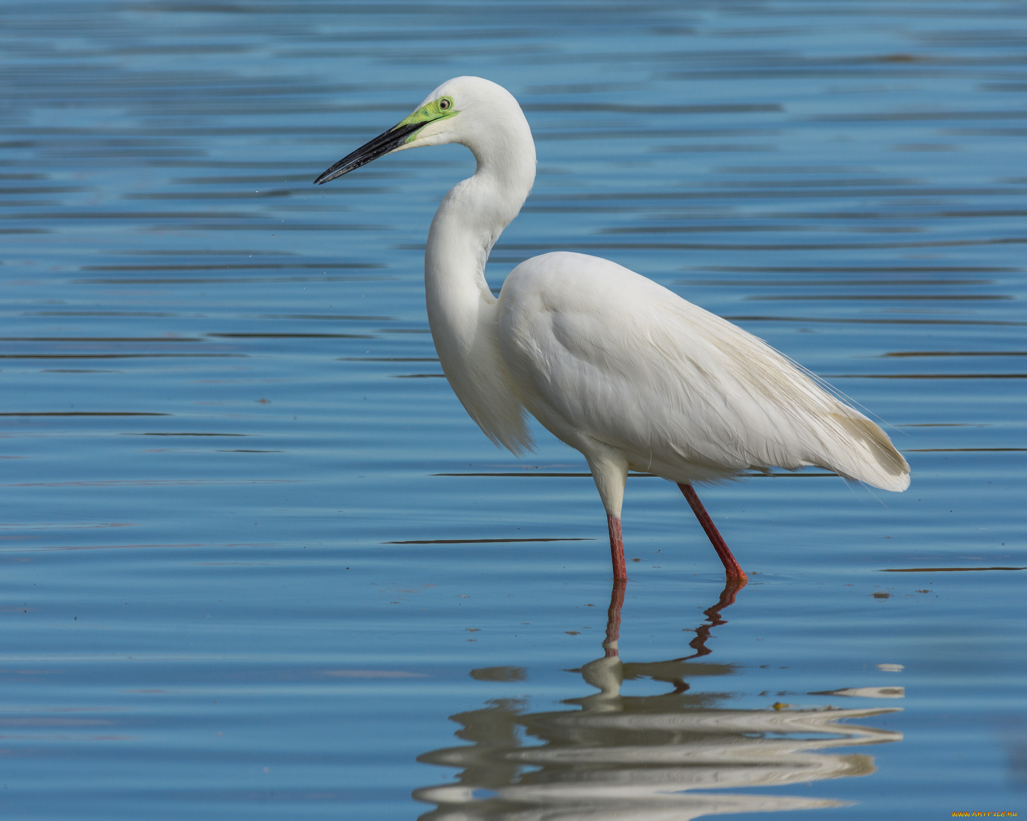 животные, цапли, , выпи, цапля, птица