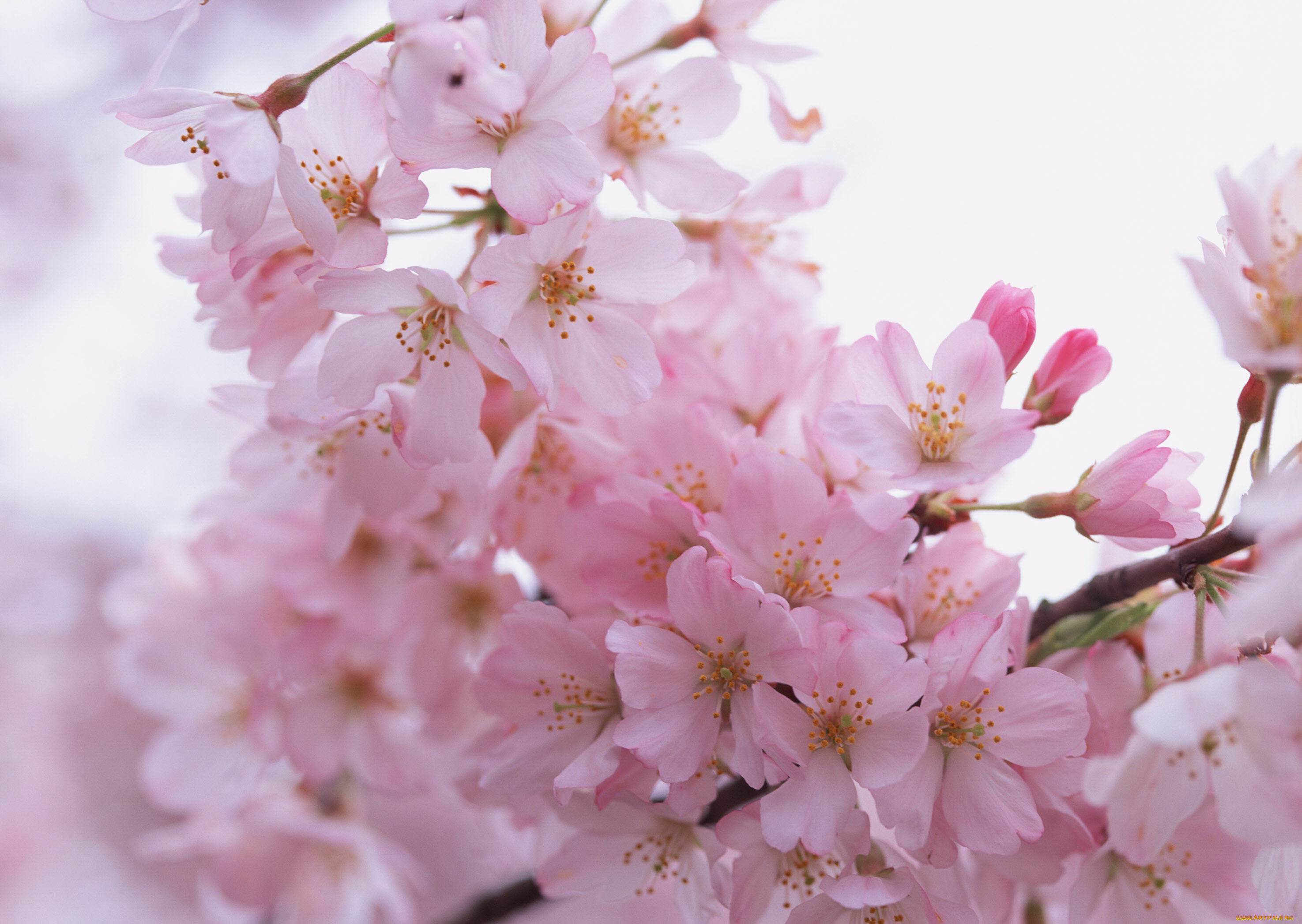 цветы, сакура, , вишня, ветка, цветение, весна