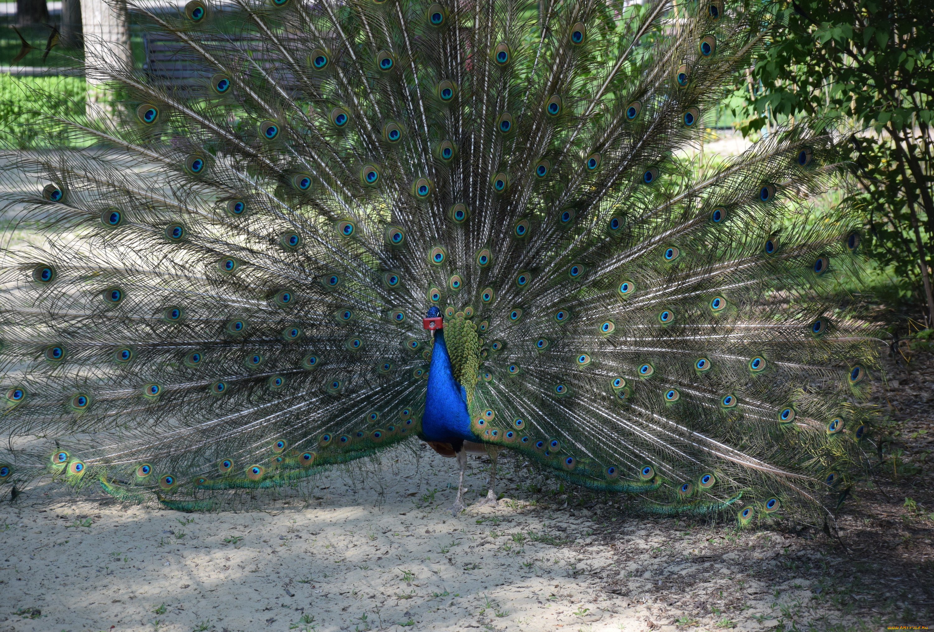 животные, павлины, песок, перья