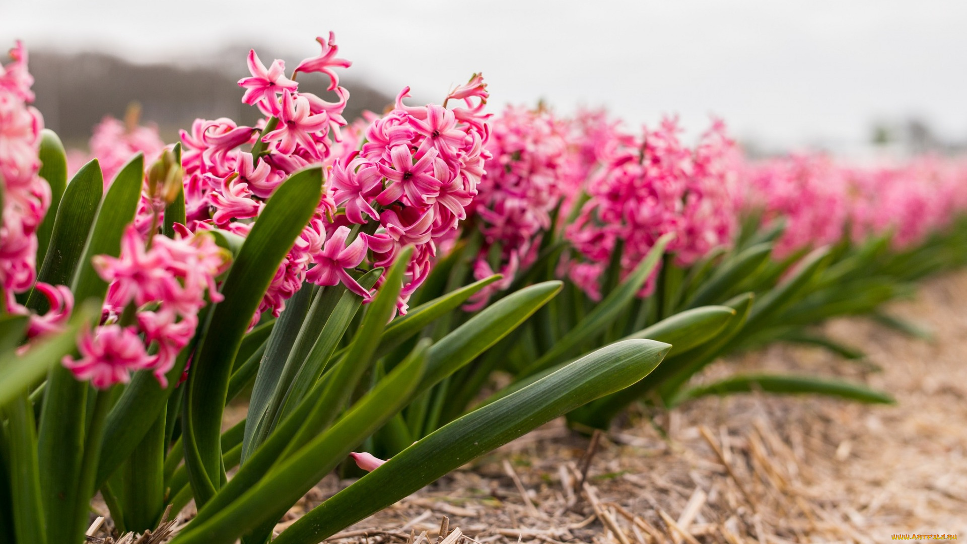цветы, гиацинты, розовый