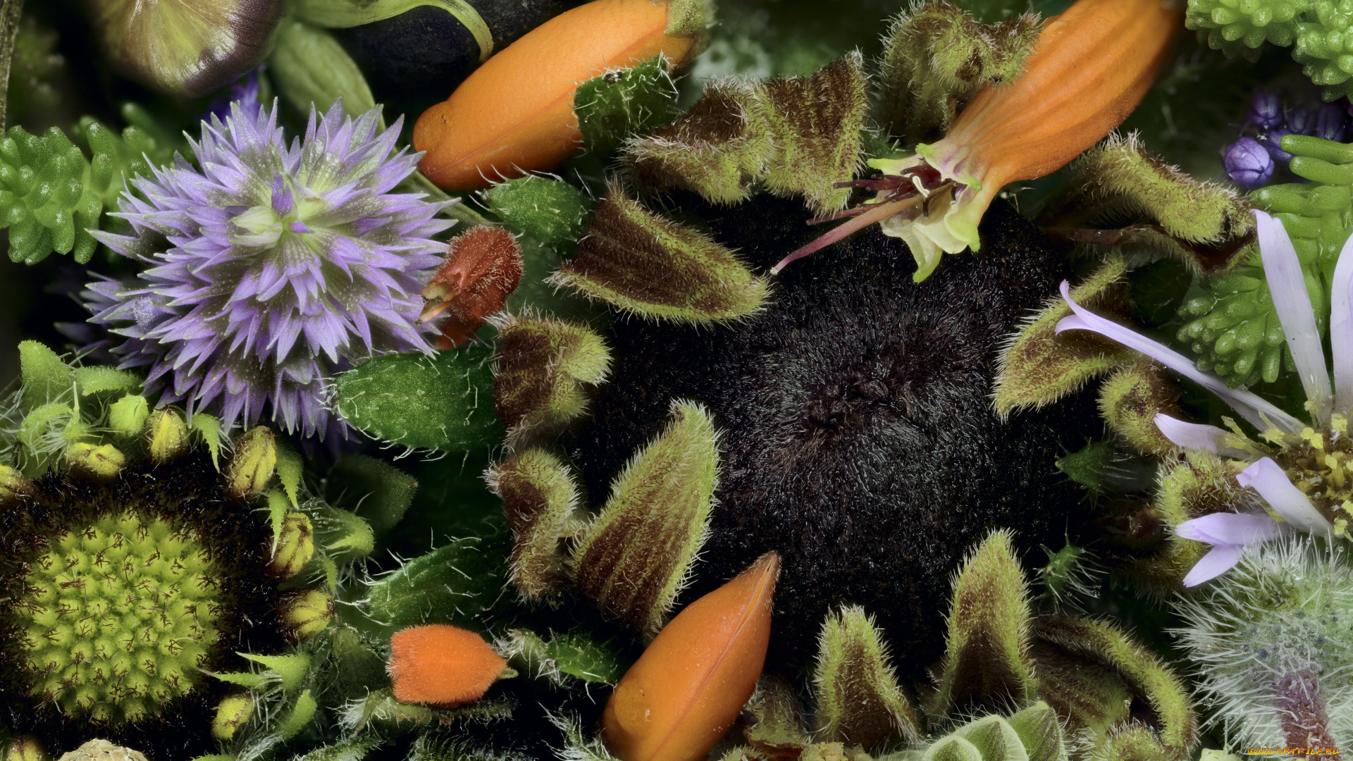 цветы, разные, вместе, бутоны, текстура, martin, dollenkamp