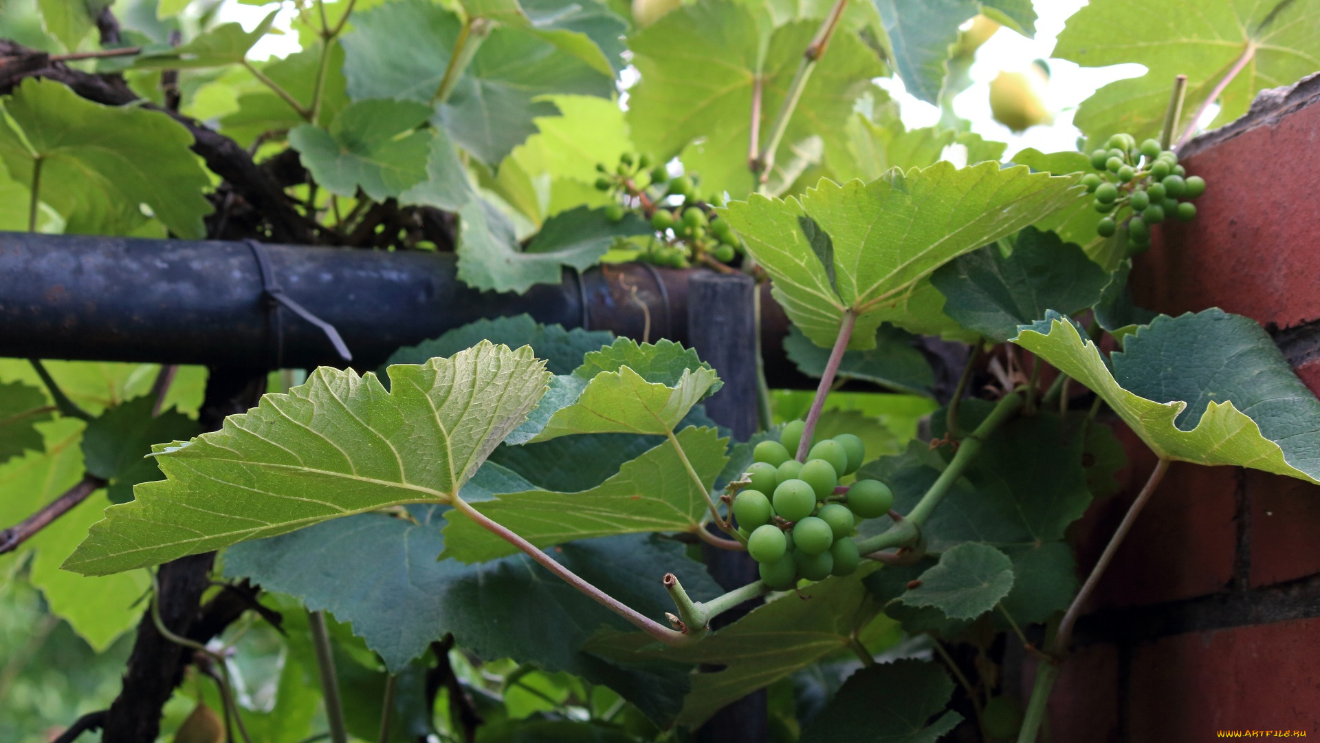 природа, ягоды, , виноград, виноград, незрелый