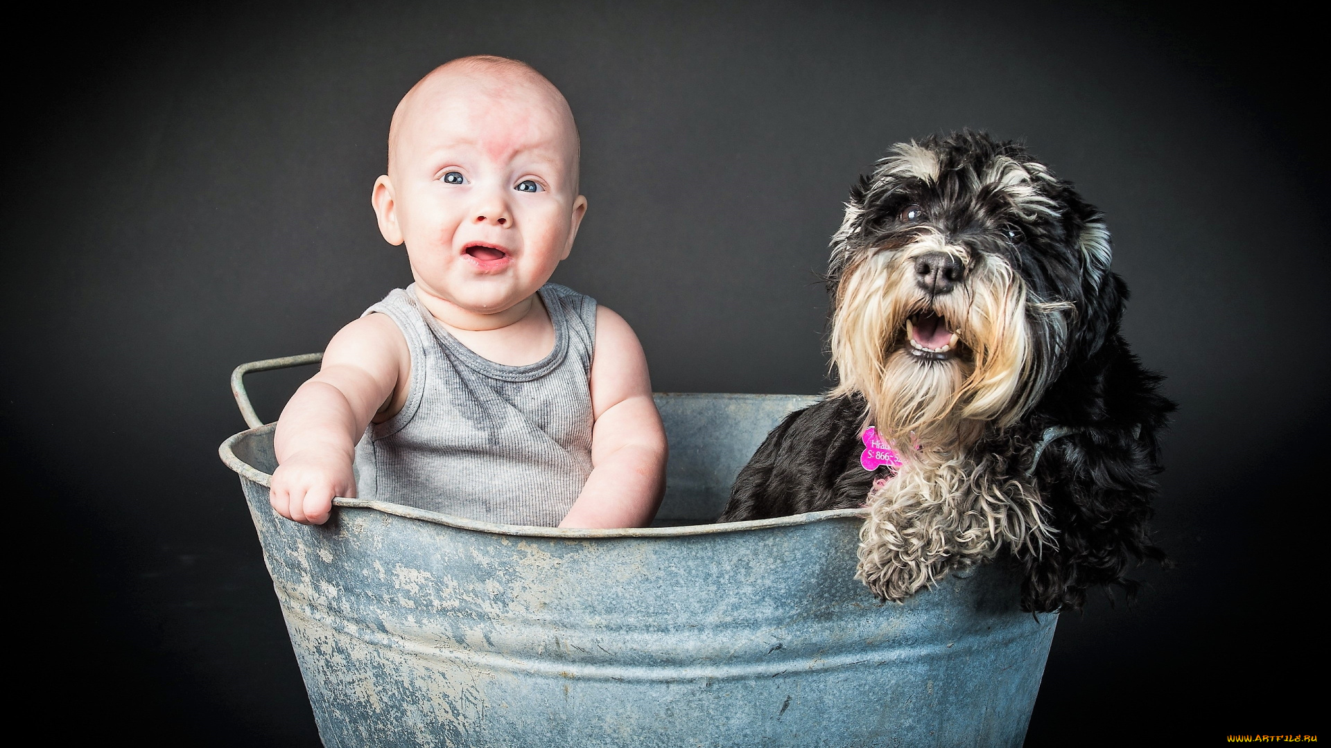 разное, дети, ребенок, собака, тазик