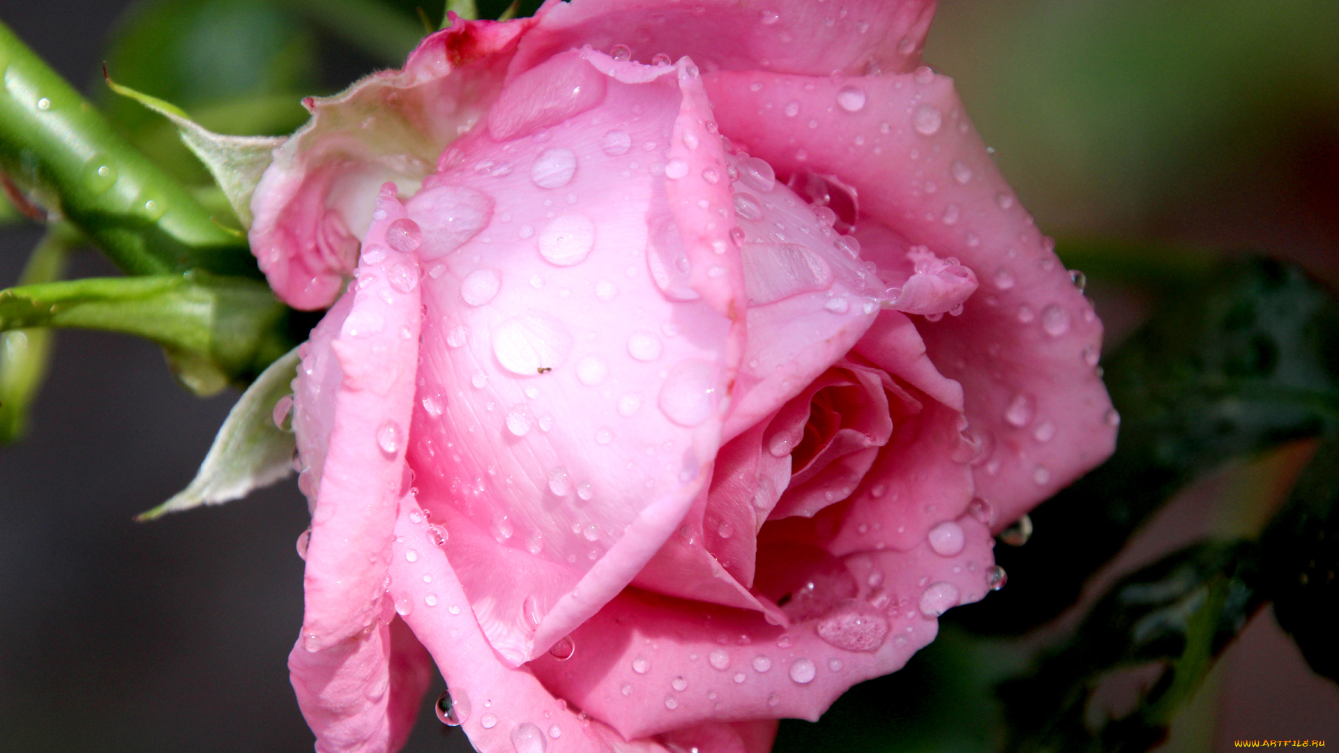 цветы, розы, роза