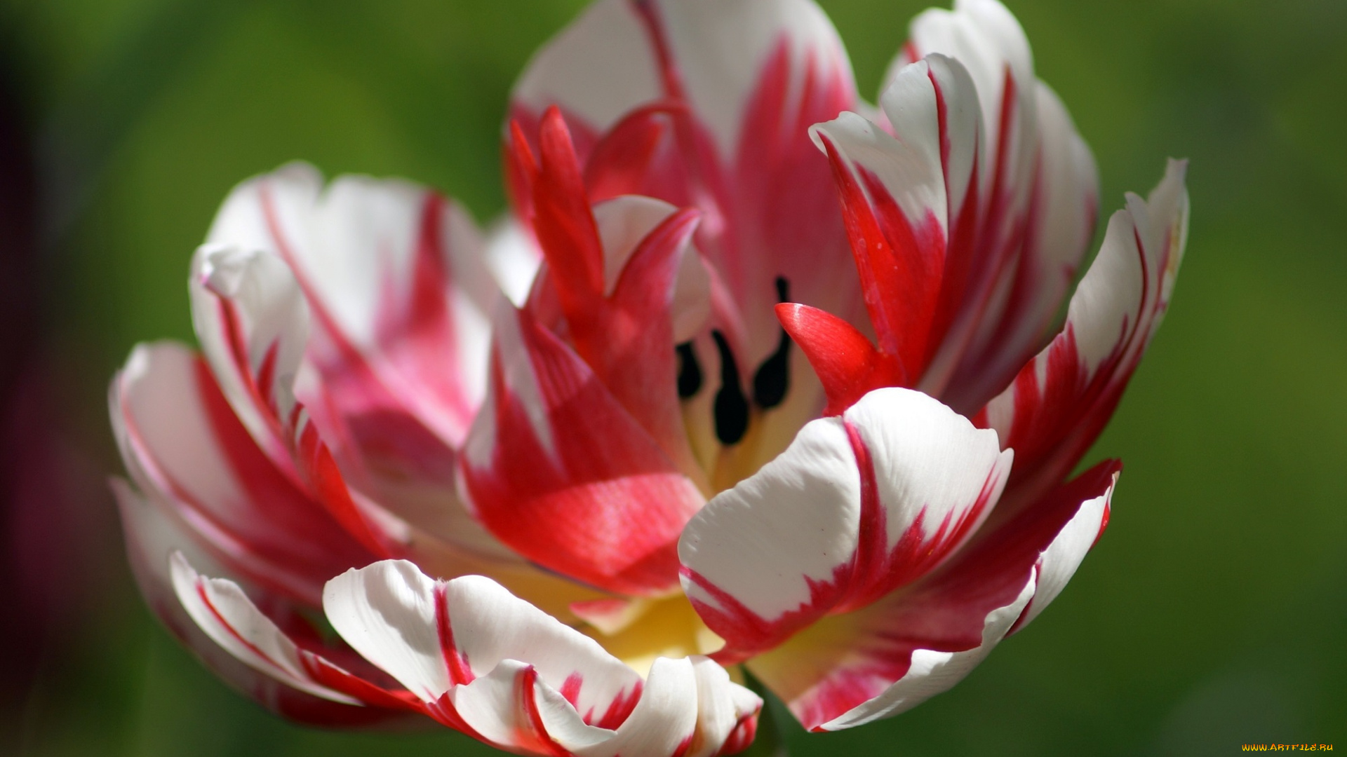 цветы, тюльпаны, тюльпан