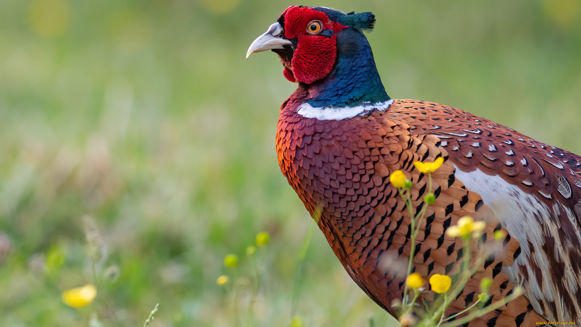 животные, фазаны, фазан