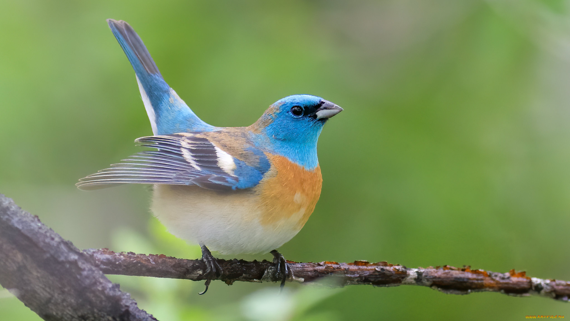 животные, птицы, птица