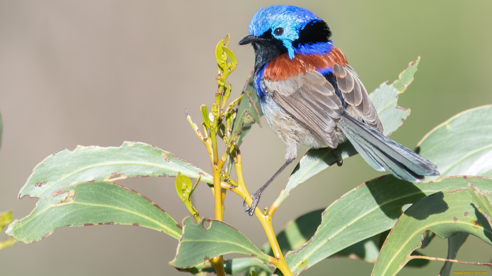 животные, птицы, птица