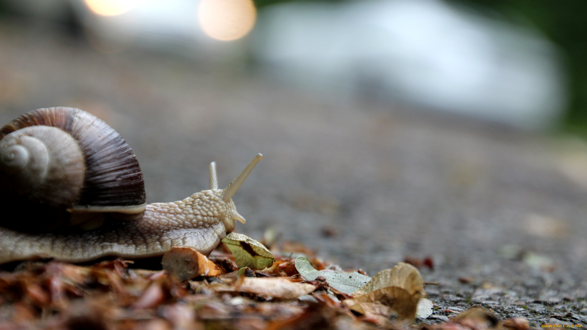 животные, улитки, улитка