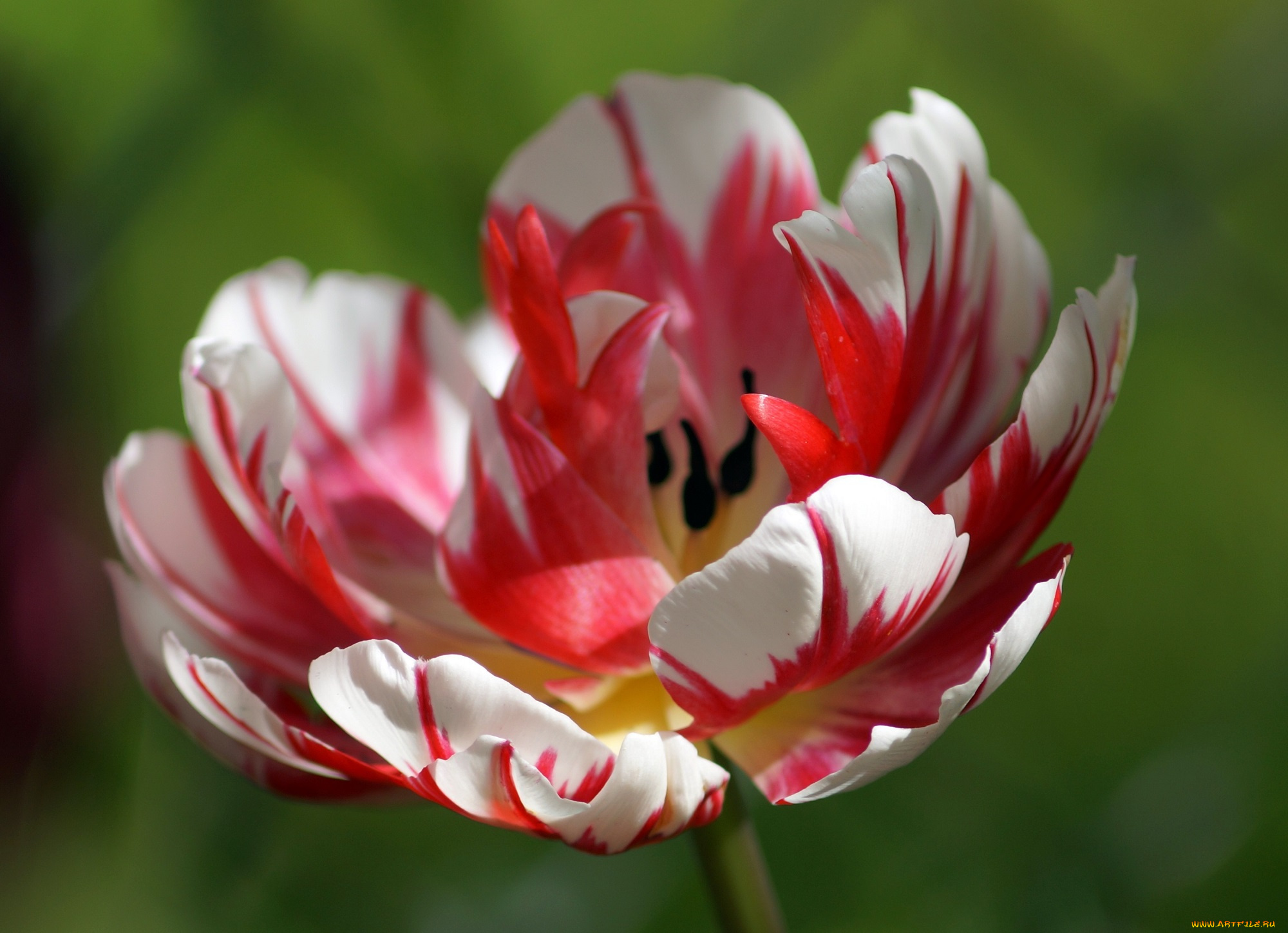 цветы, тюльпаны, тюльпан