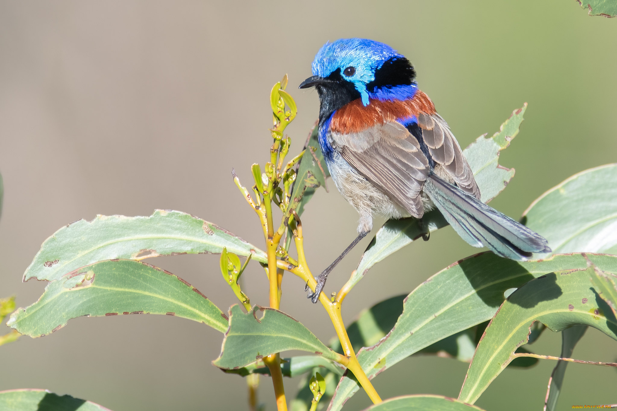 животные, птицы, птица