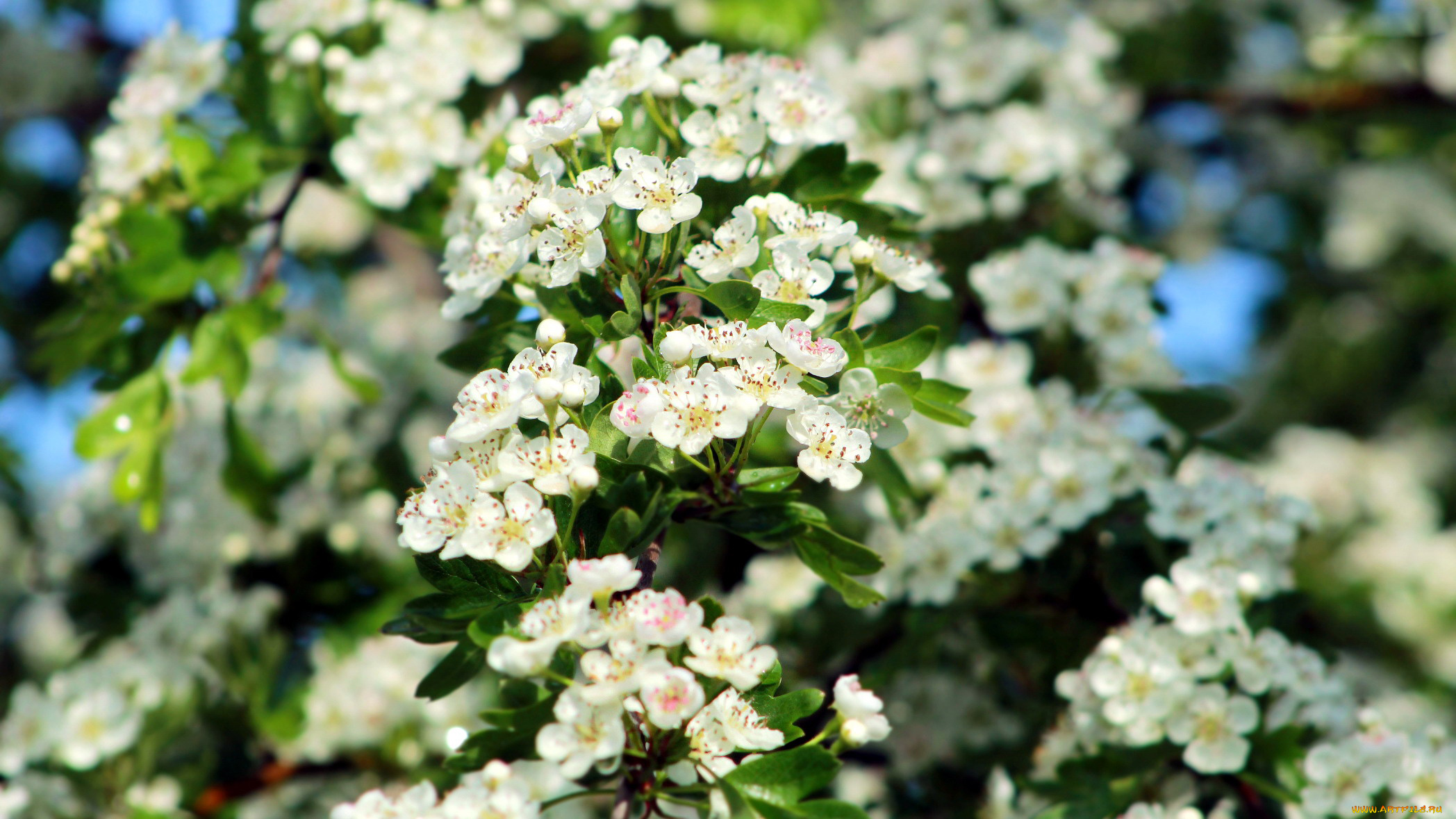 цветы, цветущие, деревья, , , кустарники, боярышник