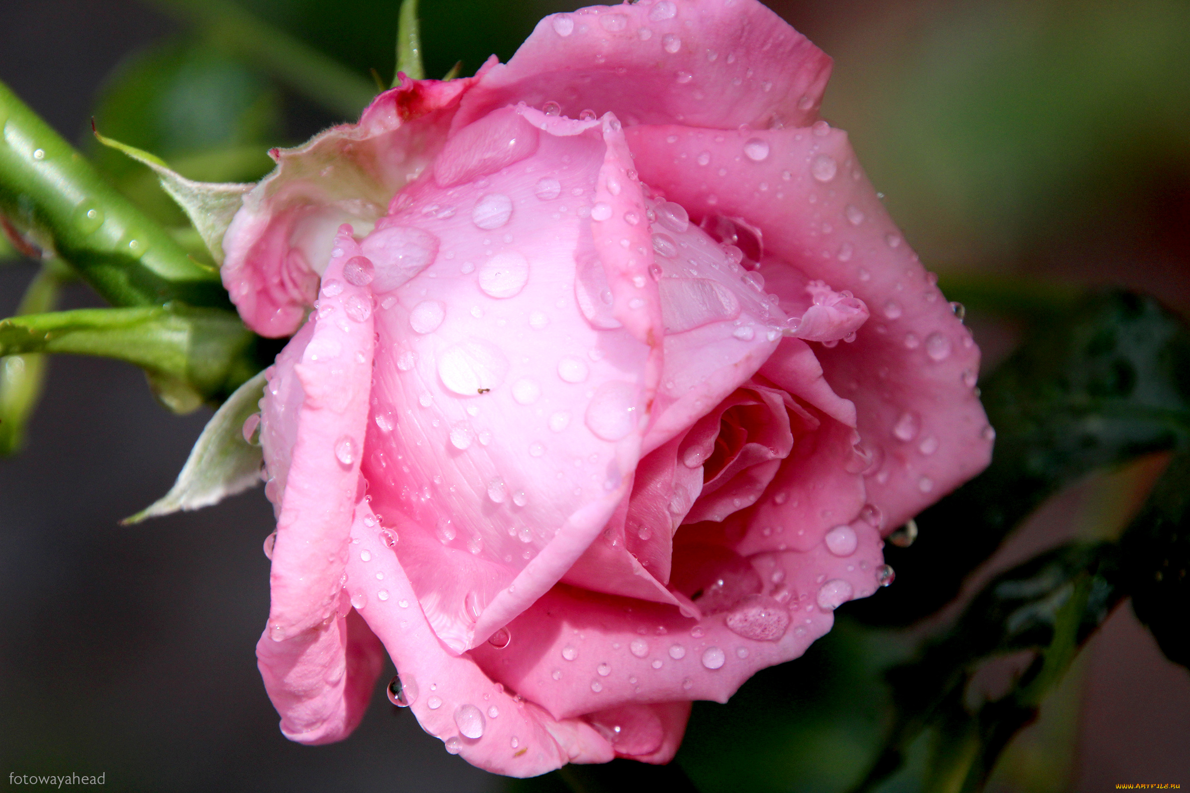 цветы, розы, роза