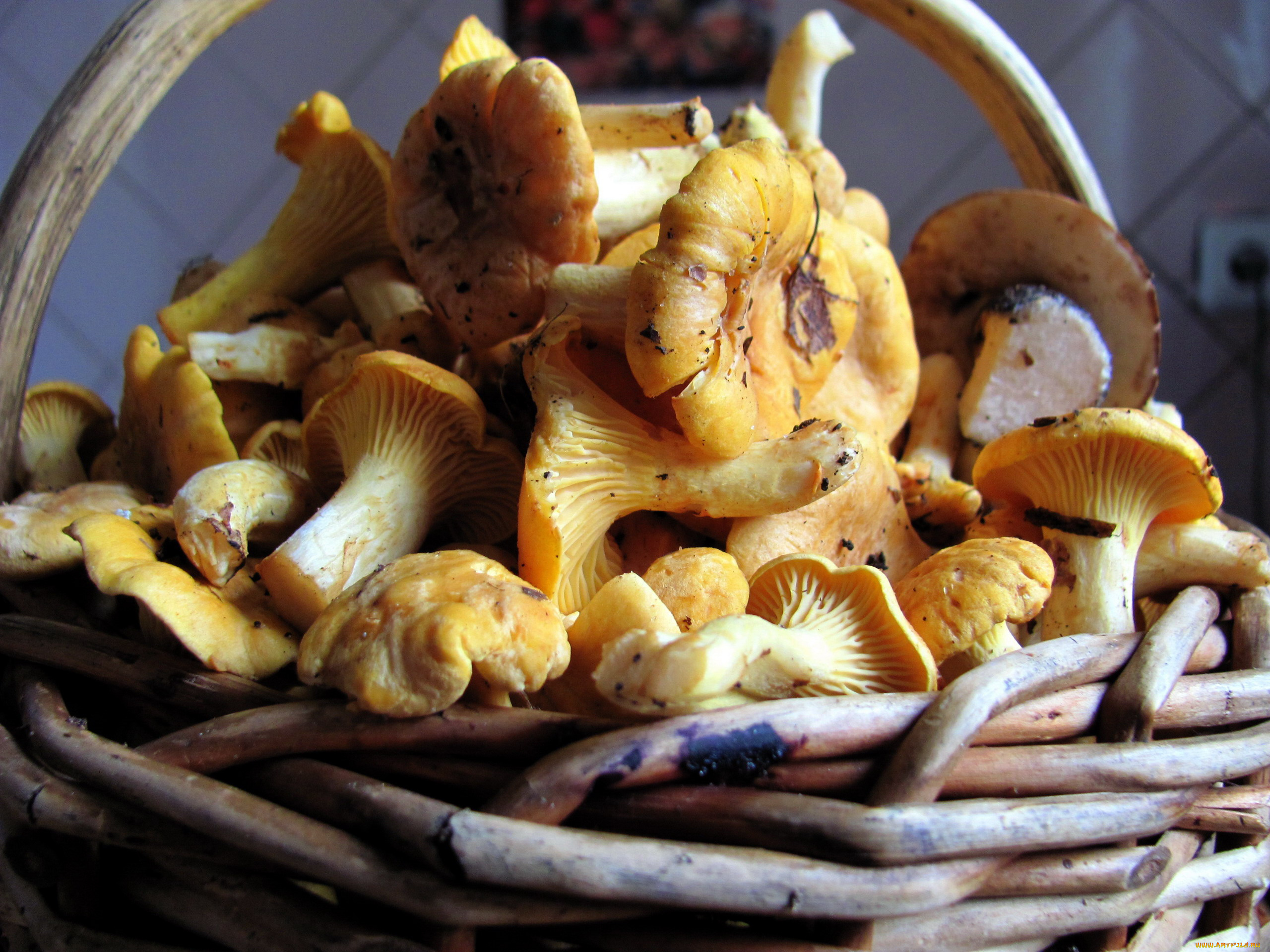 еда, грибы, , грибные, блюда, лисички