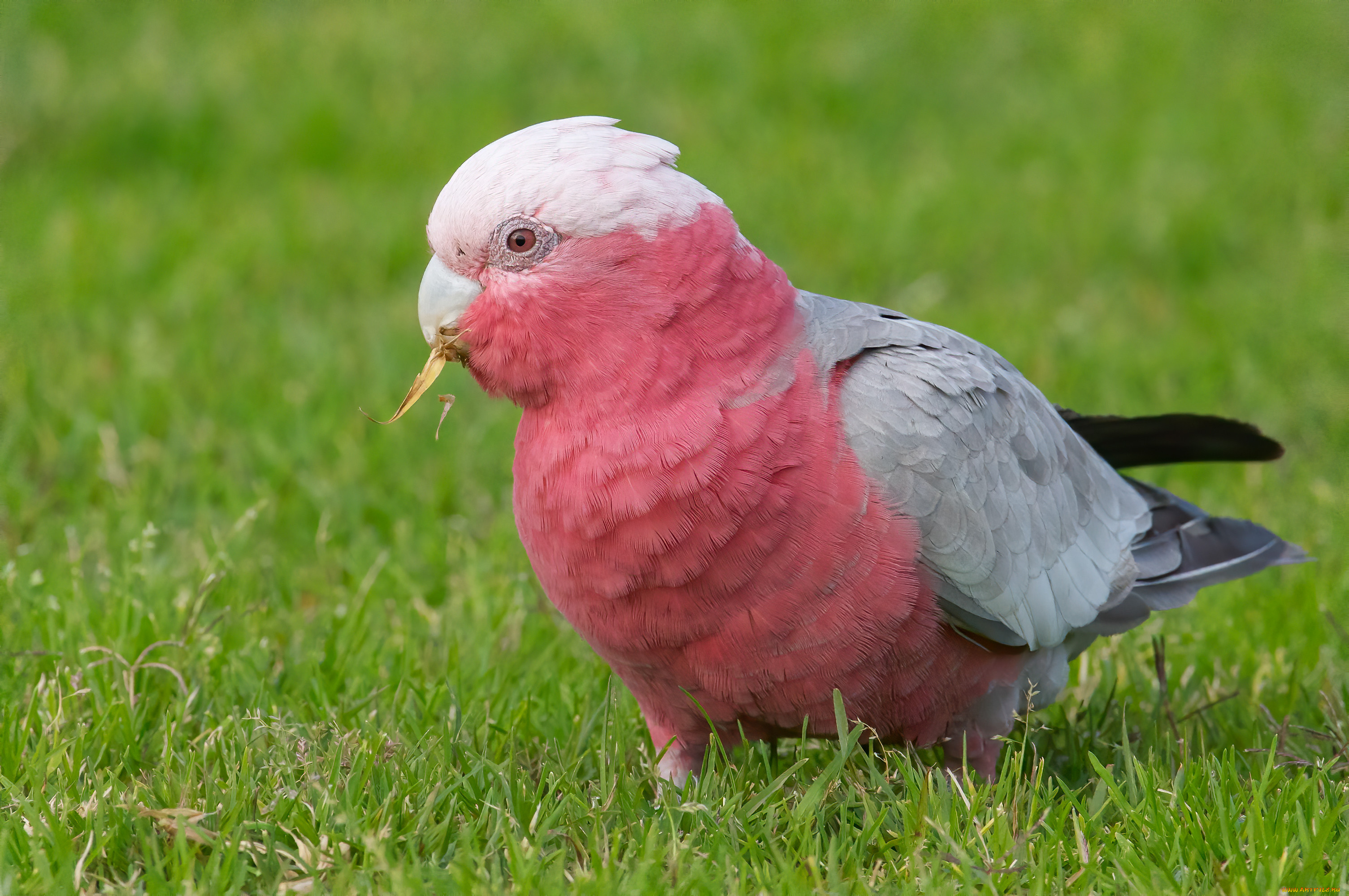 животные, попугаи, попугай