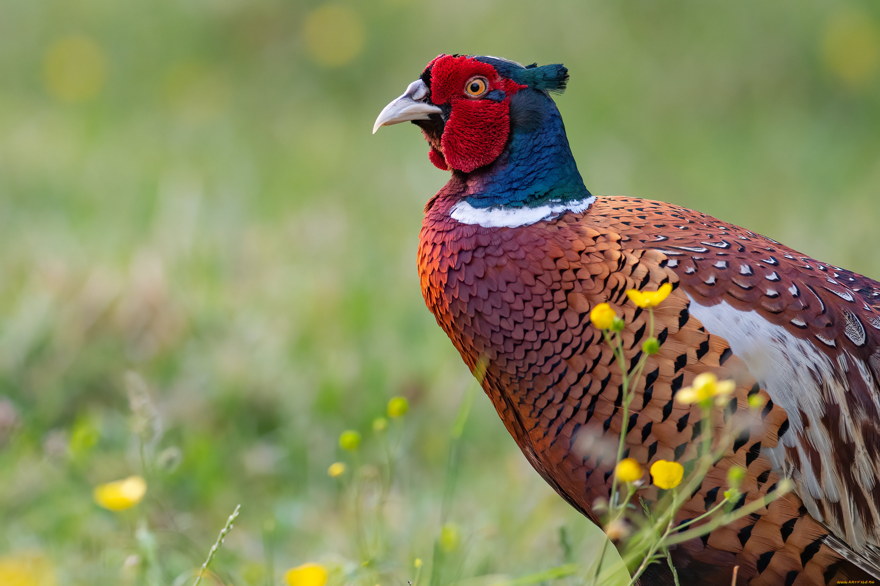 животные, фазаны, фазан