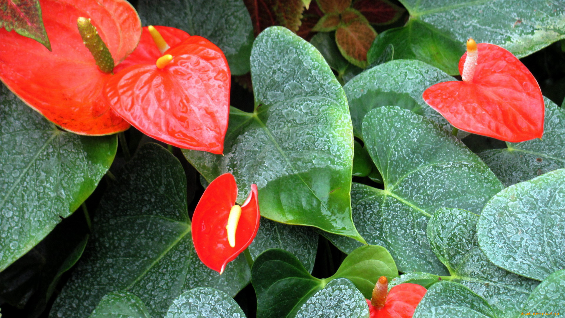 цветы, антуриум, , цветок, фламинго, листья, антуриум, алый