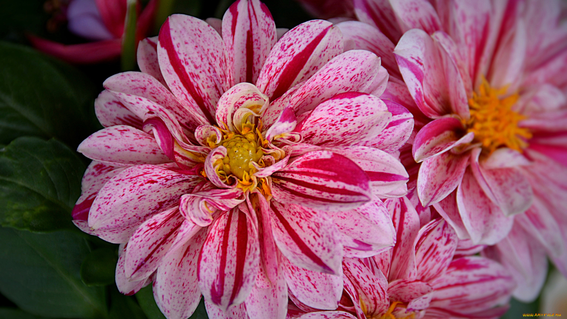 цветы, георгины