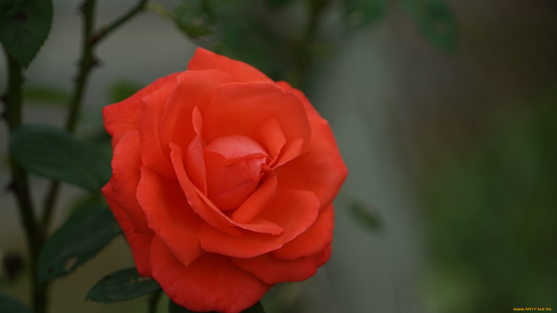 цветы, розы, алая, роза, макро