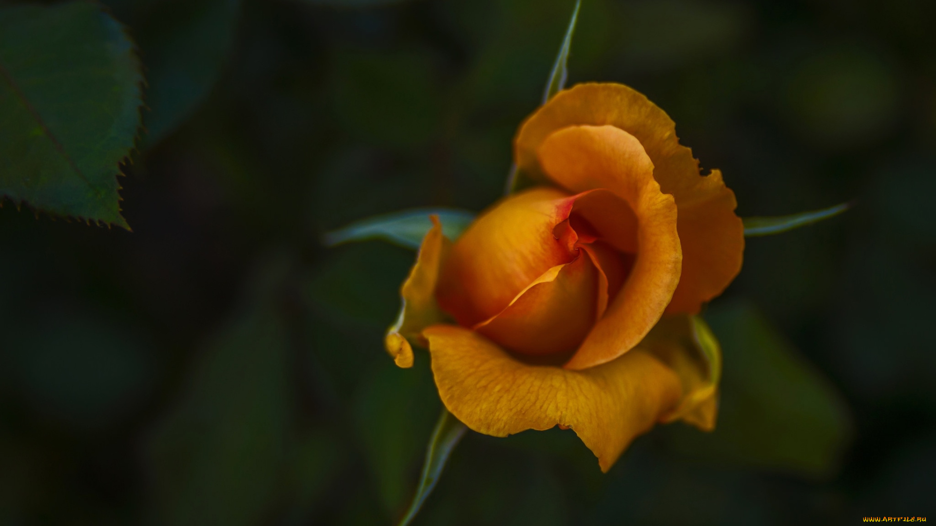 цветы, розы, бутон, роза, макро