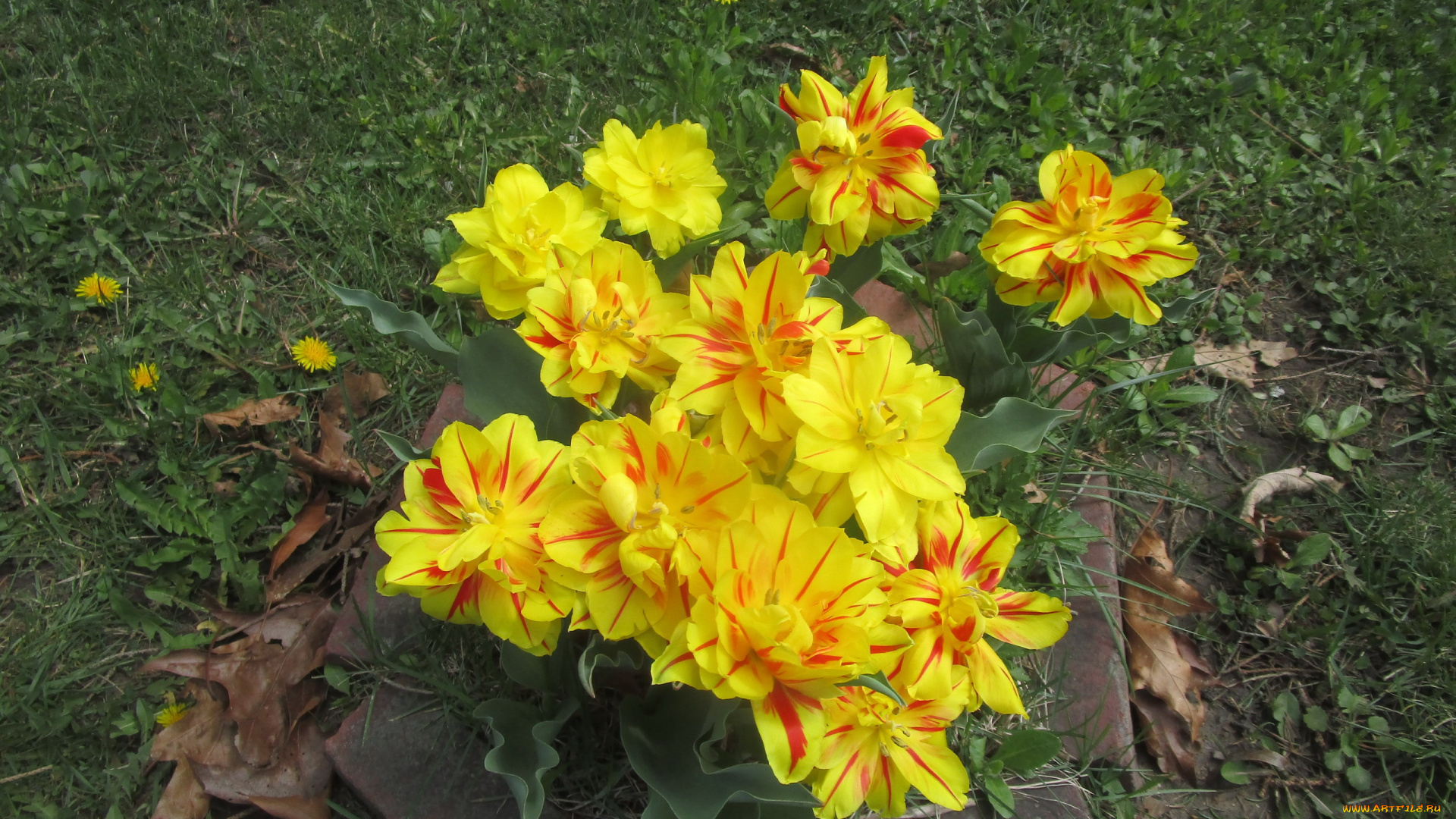 цветы, тюльпаны, разноцветные, трава