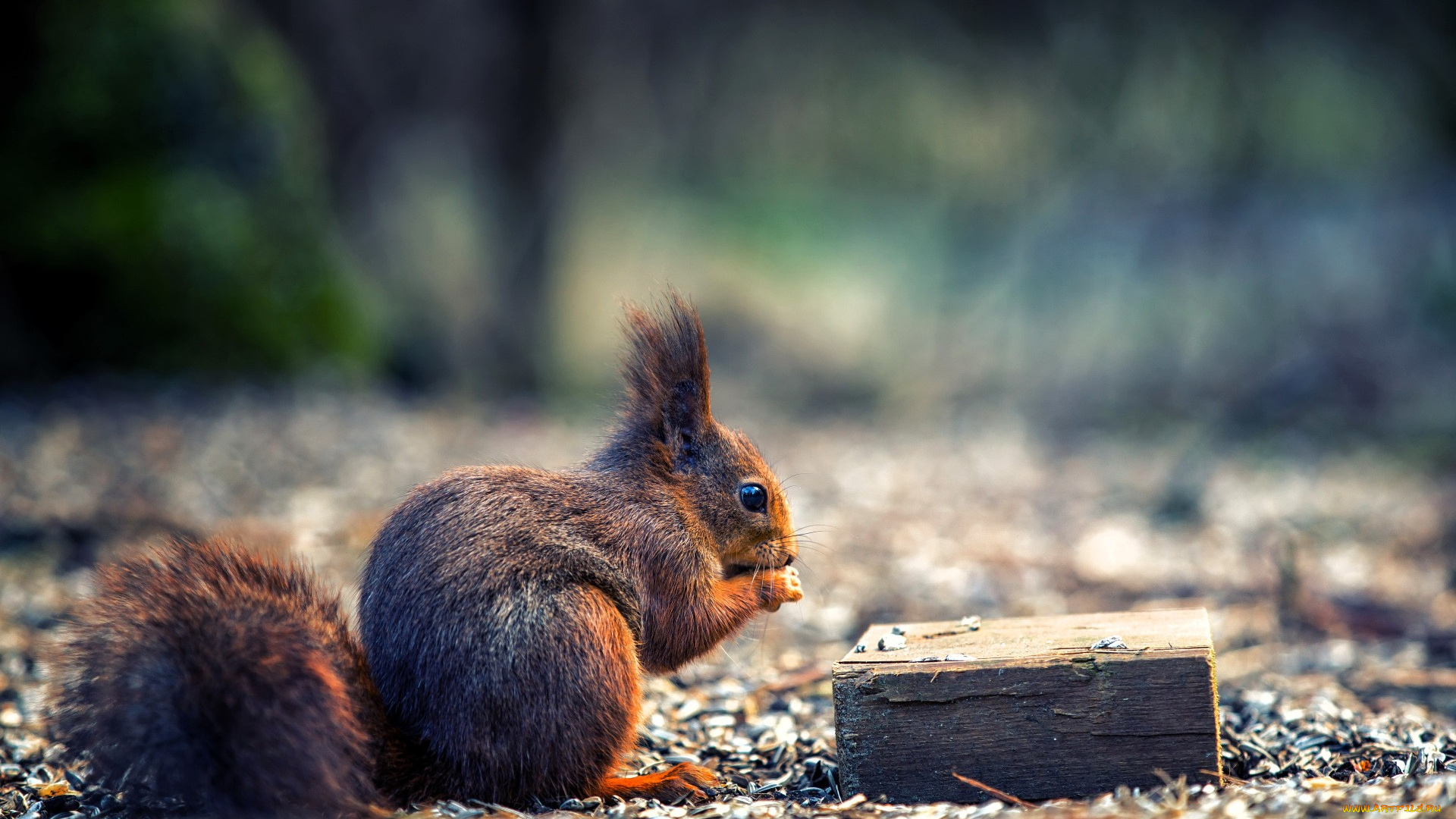 животные, белки, белка, коробка