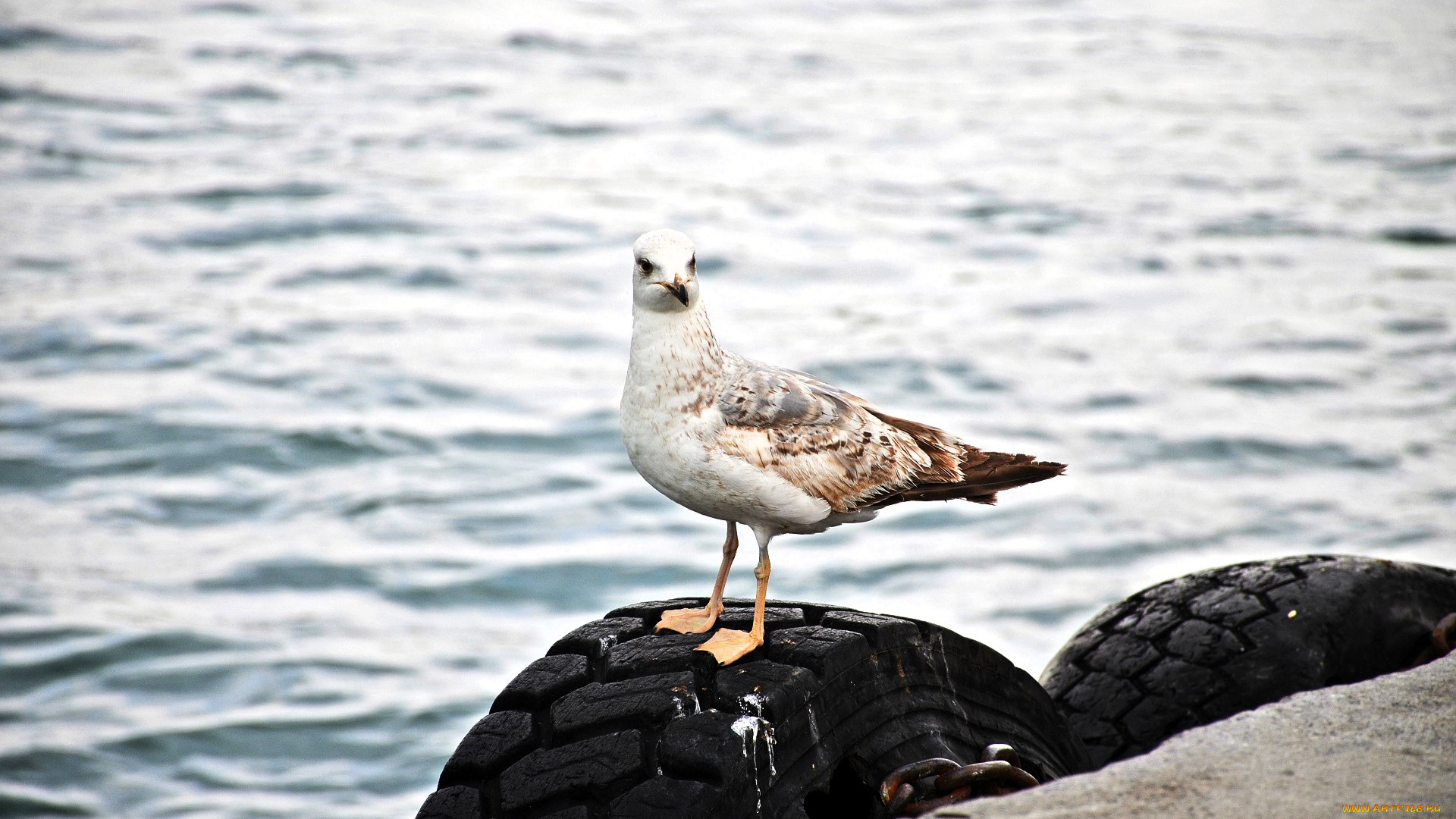 животные, чайки, , бакланы, , крачки, чайка, море, шины