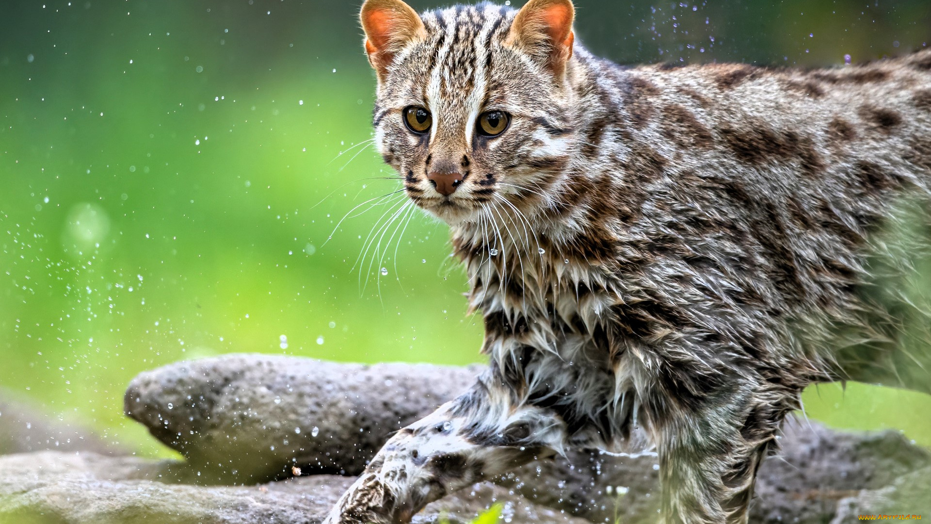 животные, дикие, кошки, кот-рыболов, капли, камни