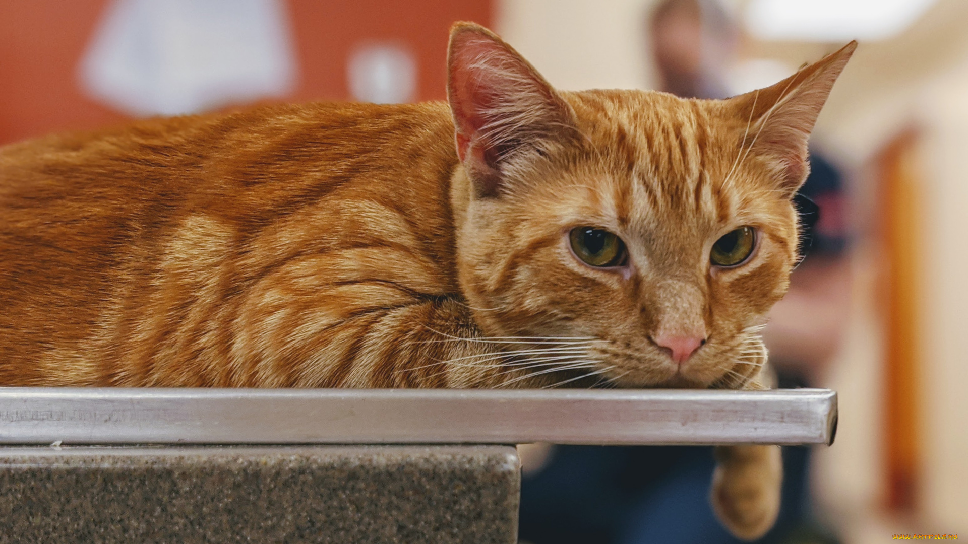 животные, коты, кот, кошка