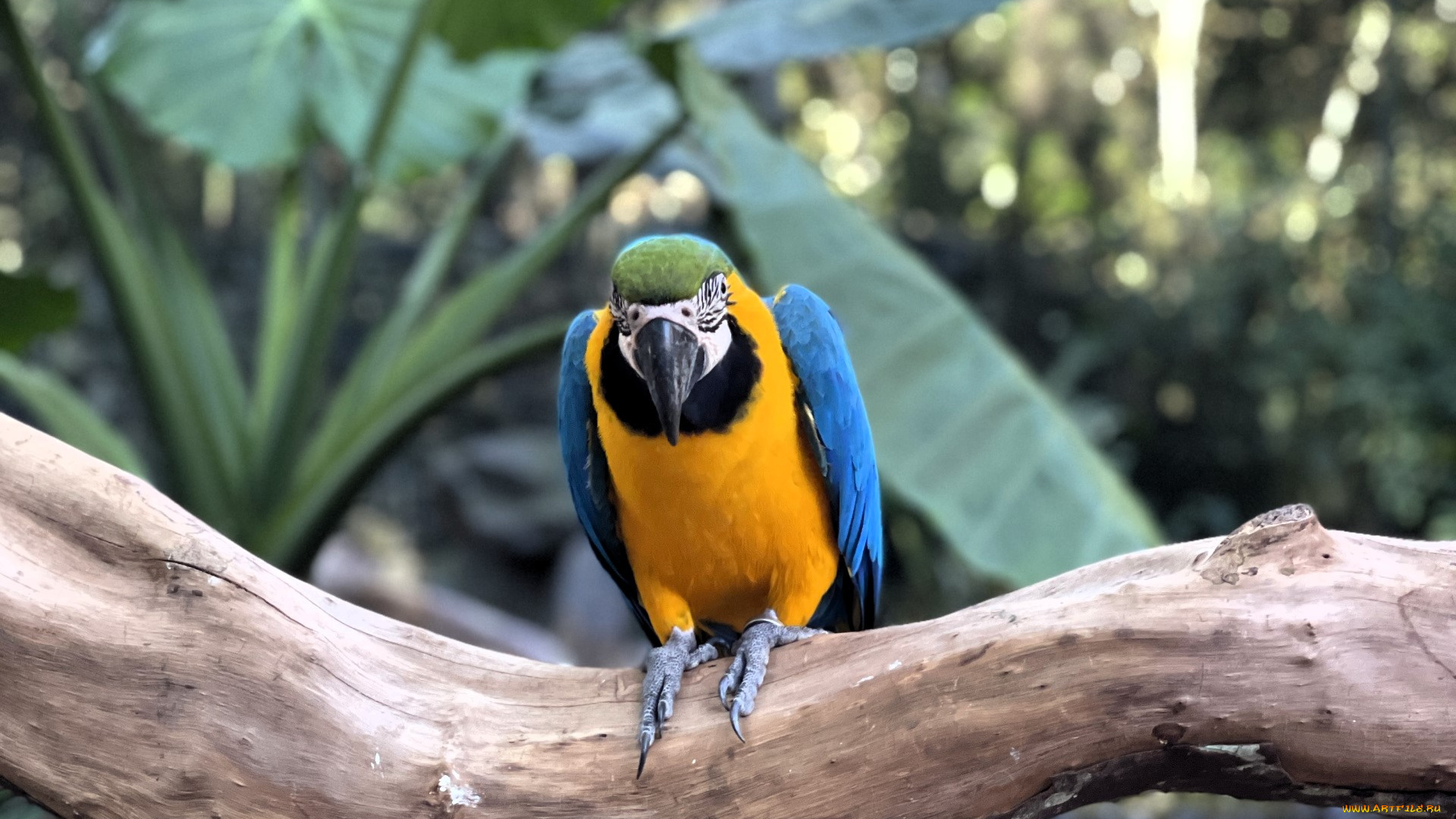 животные, попугаи, попугай, ара, ветка