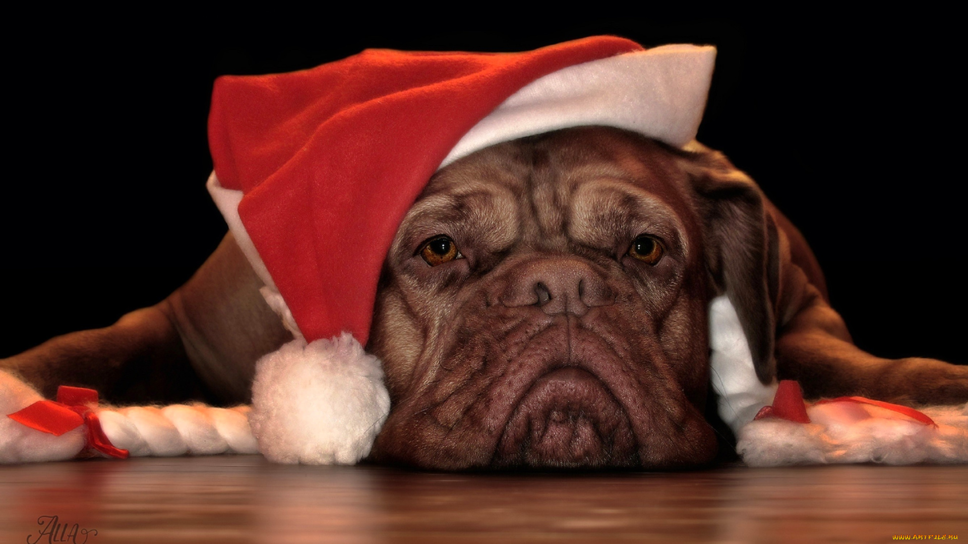 животные, собаки, собака, голова, шапка