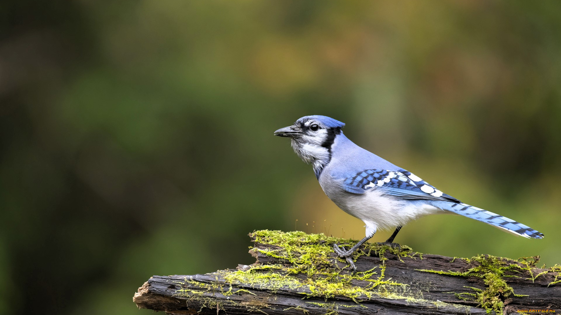 животные, сойки, голубая, сойка, бревно, мох