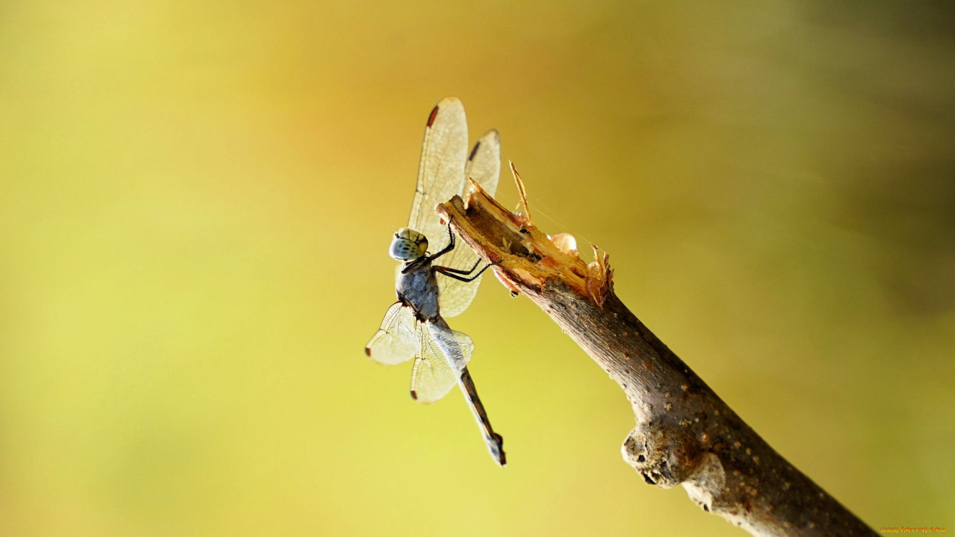 животные, стрекозы, стрекоза, сук