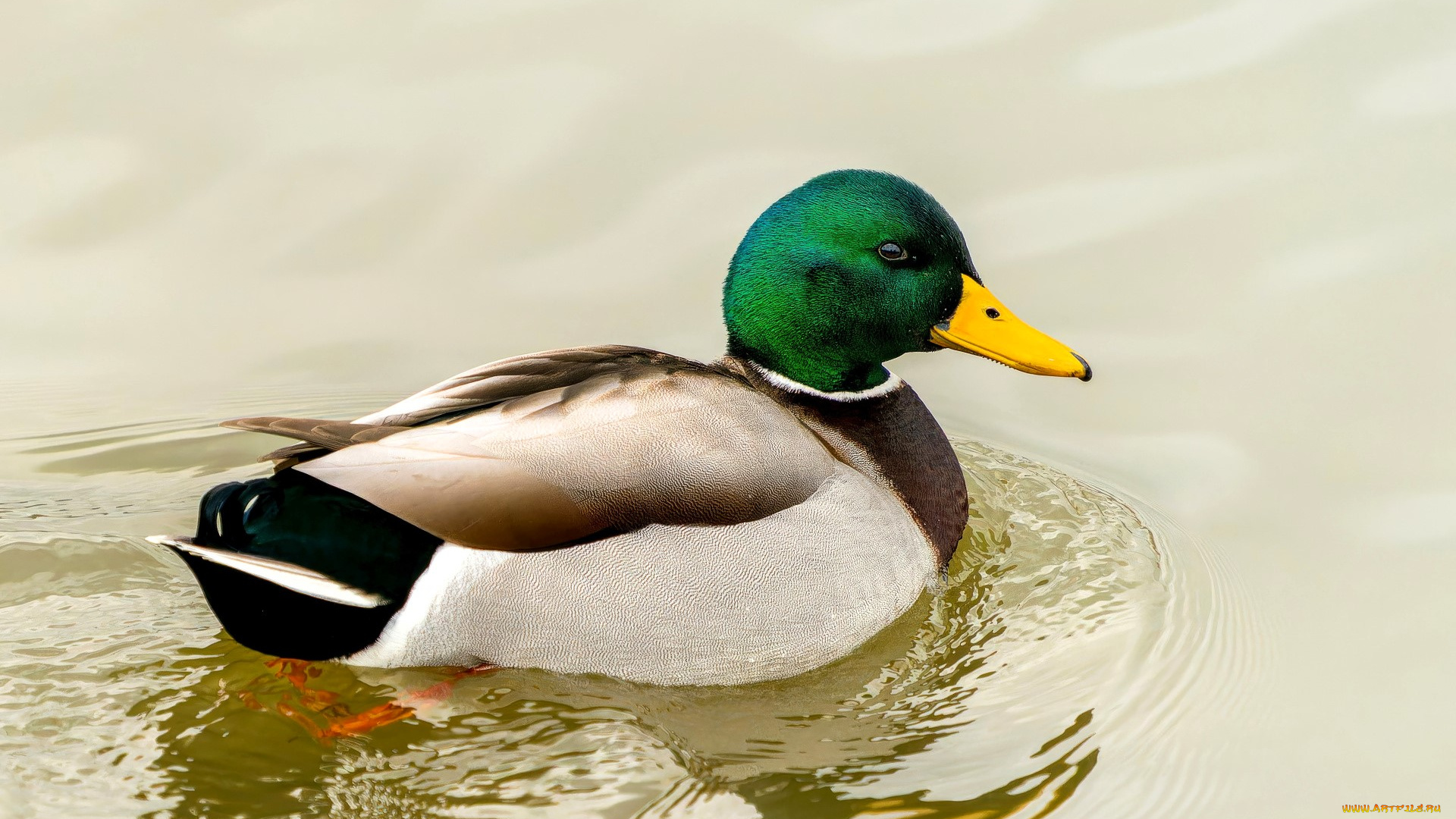 животные, утки, утка, селезень, вода