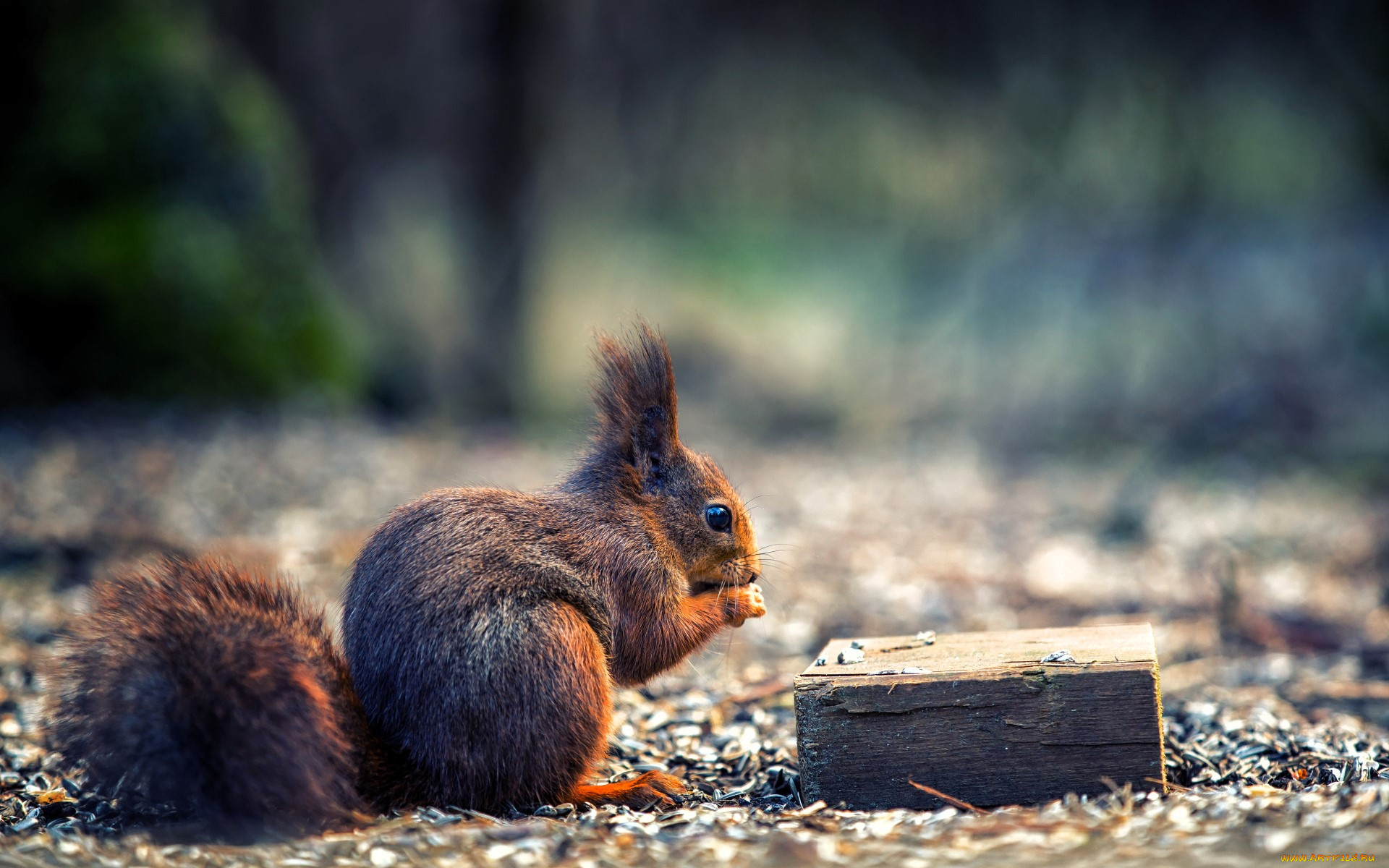 животные, белки, белка, коробка