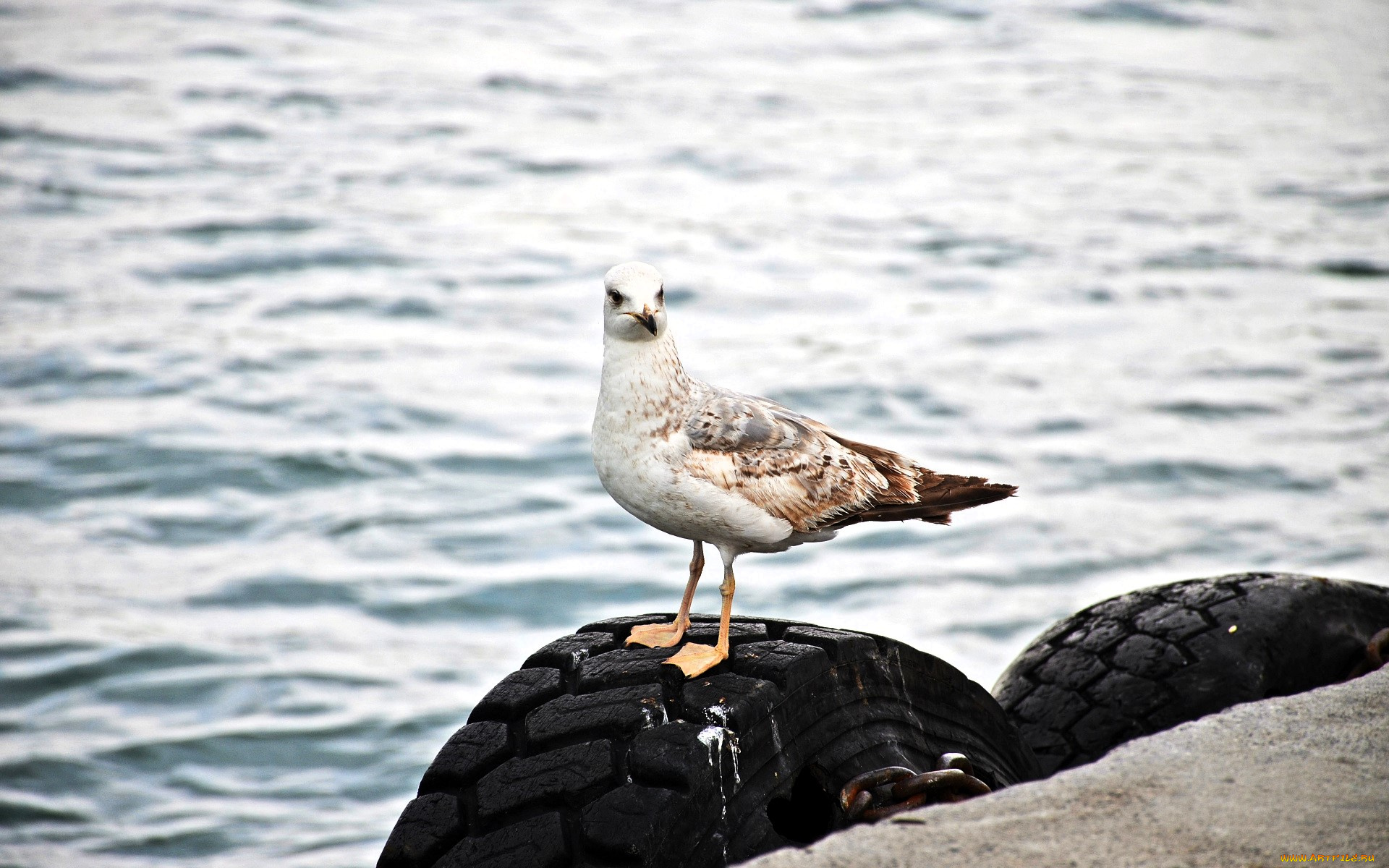 животные, чайки, , бакланы, , крачки, чайка, море, шины
