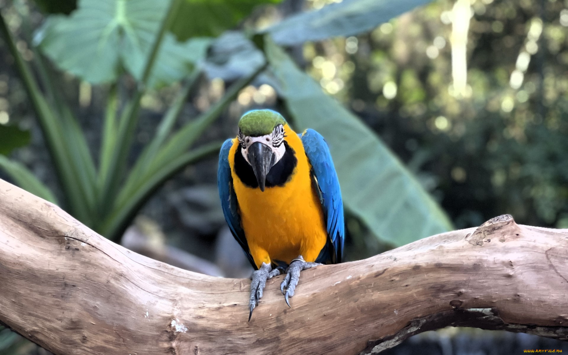 животные, попугаи, попугай, ара, ветка