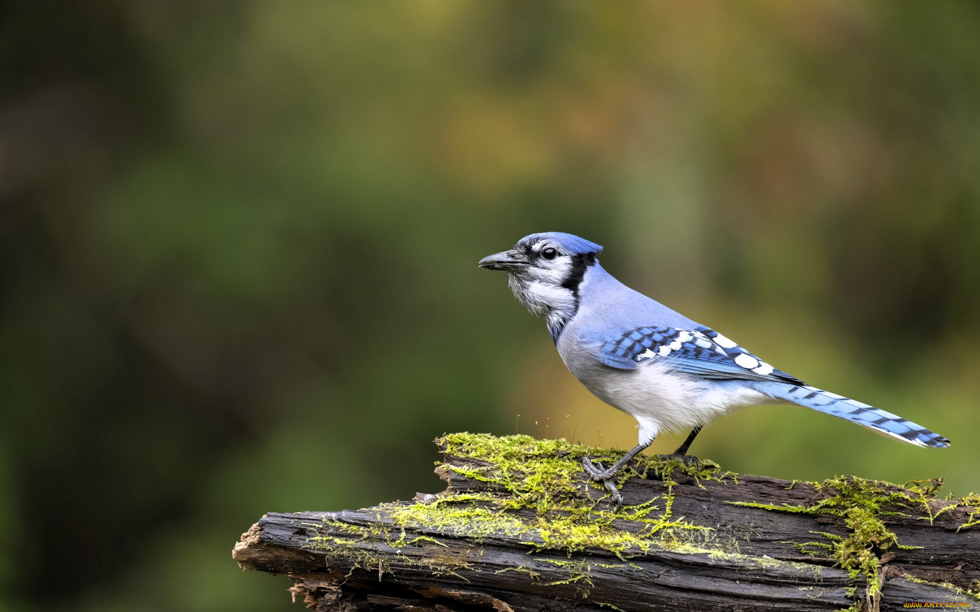 животные, сойки, голубая, сойка, бревно, мох