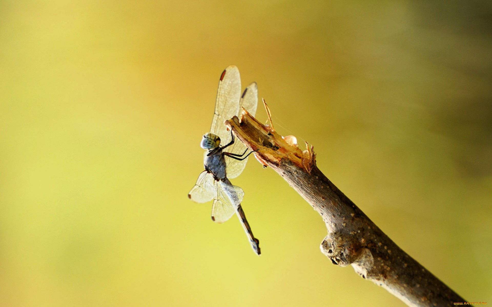 животные, стрекозы, стрекоза, сук