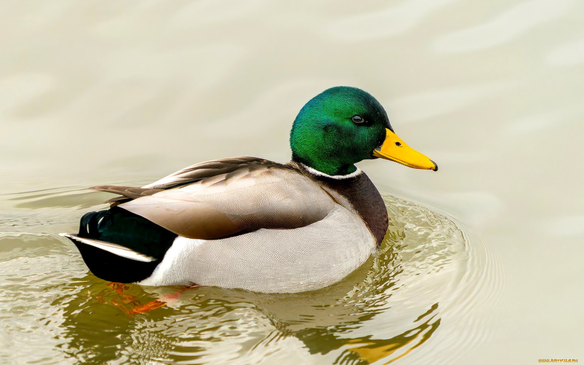 животные, утки, утка, селезень, вода