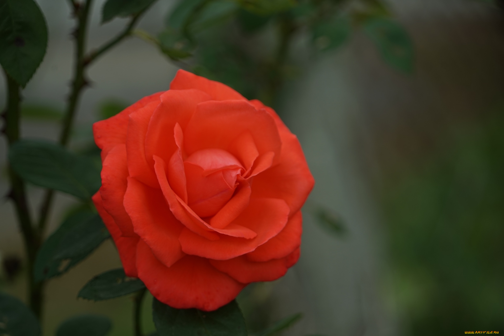 цветы, розы, алая, роза, макро