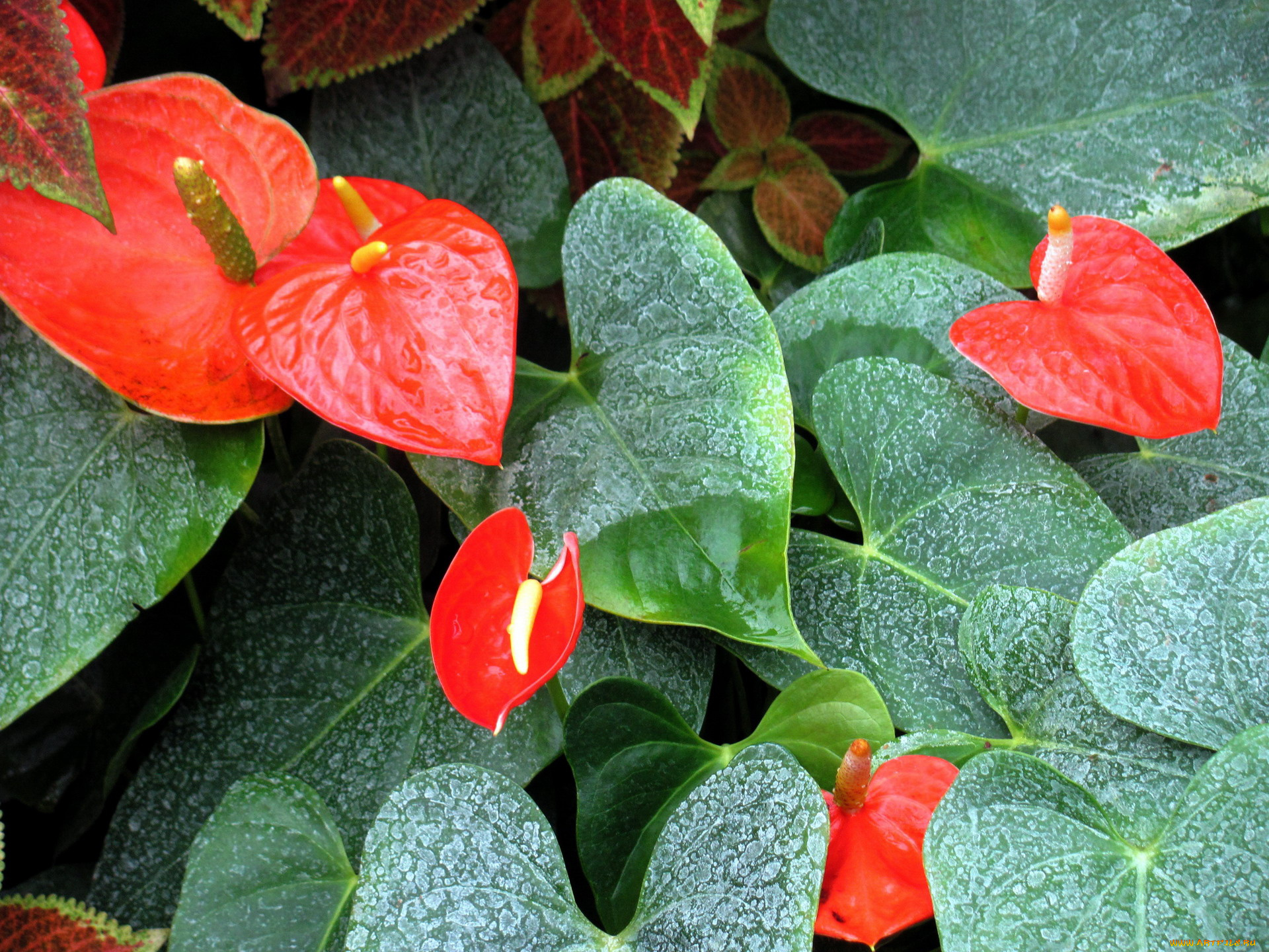 цветы, антуриум, , цветок, фламинго, листья, антуриум, алый