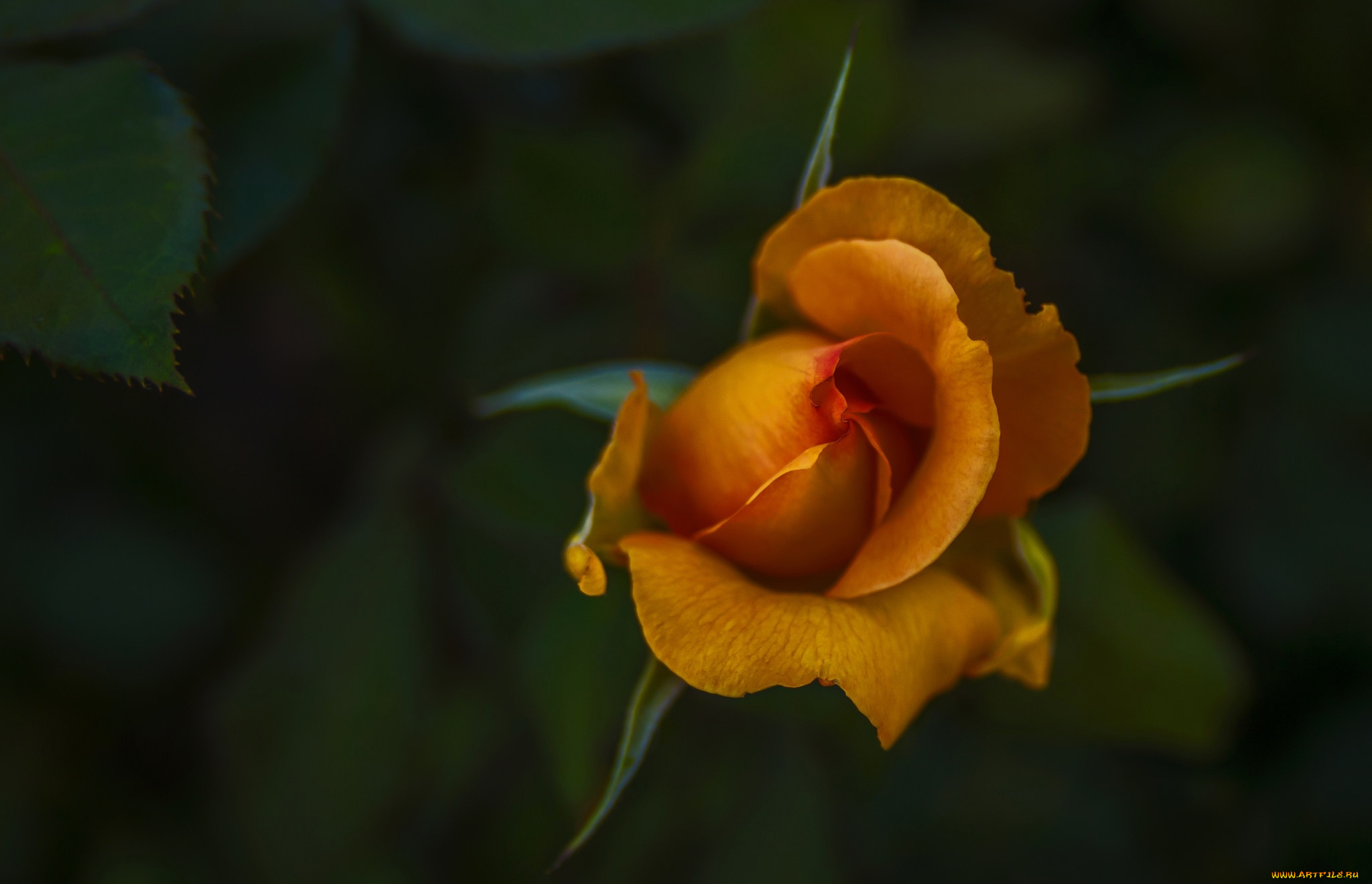 цветы, розы, бутон, роза, макро